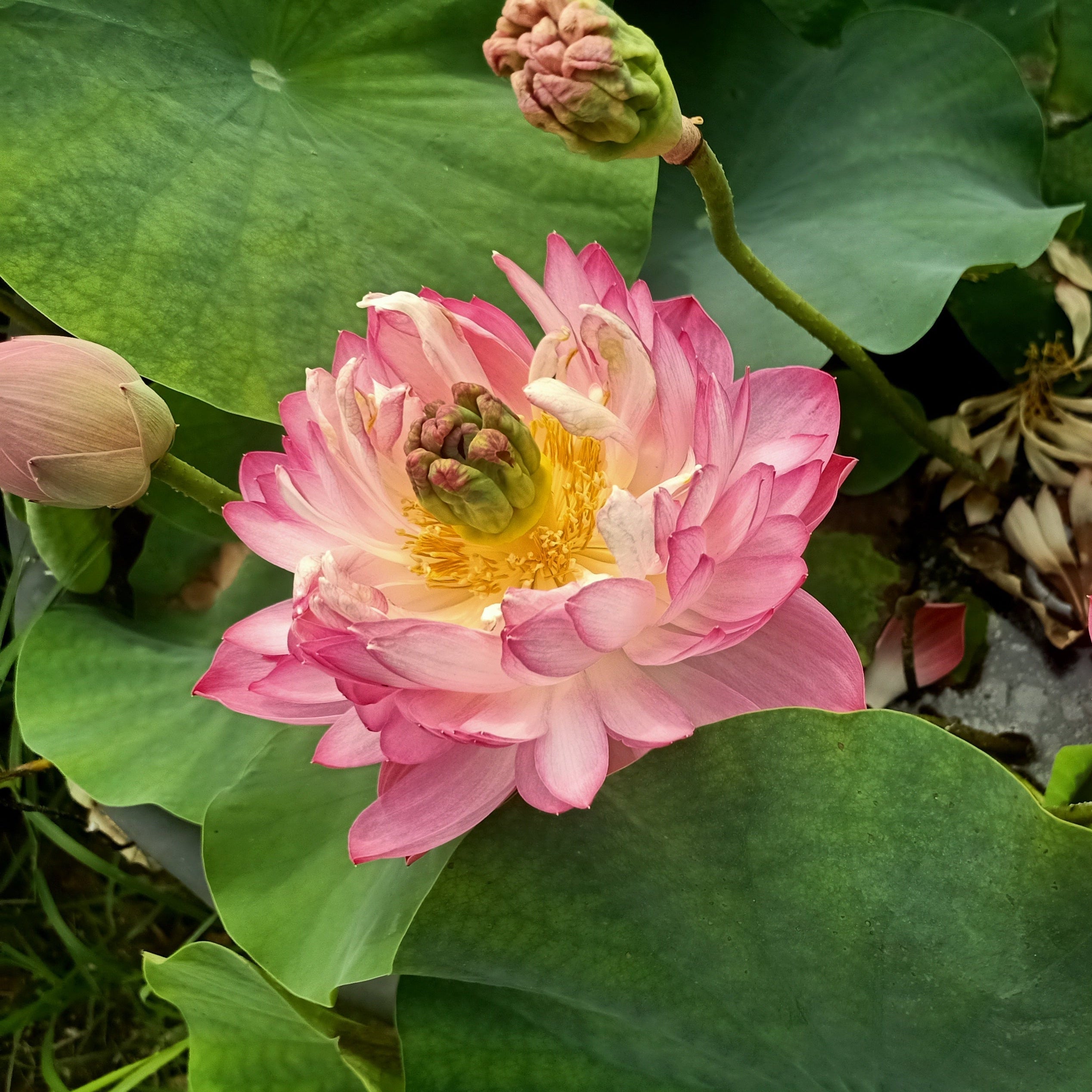 Amiry Peony- Lotus