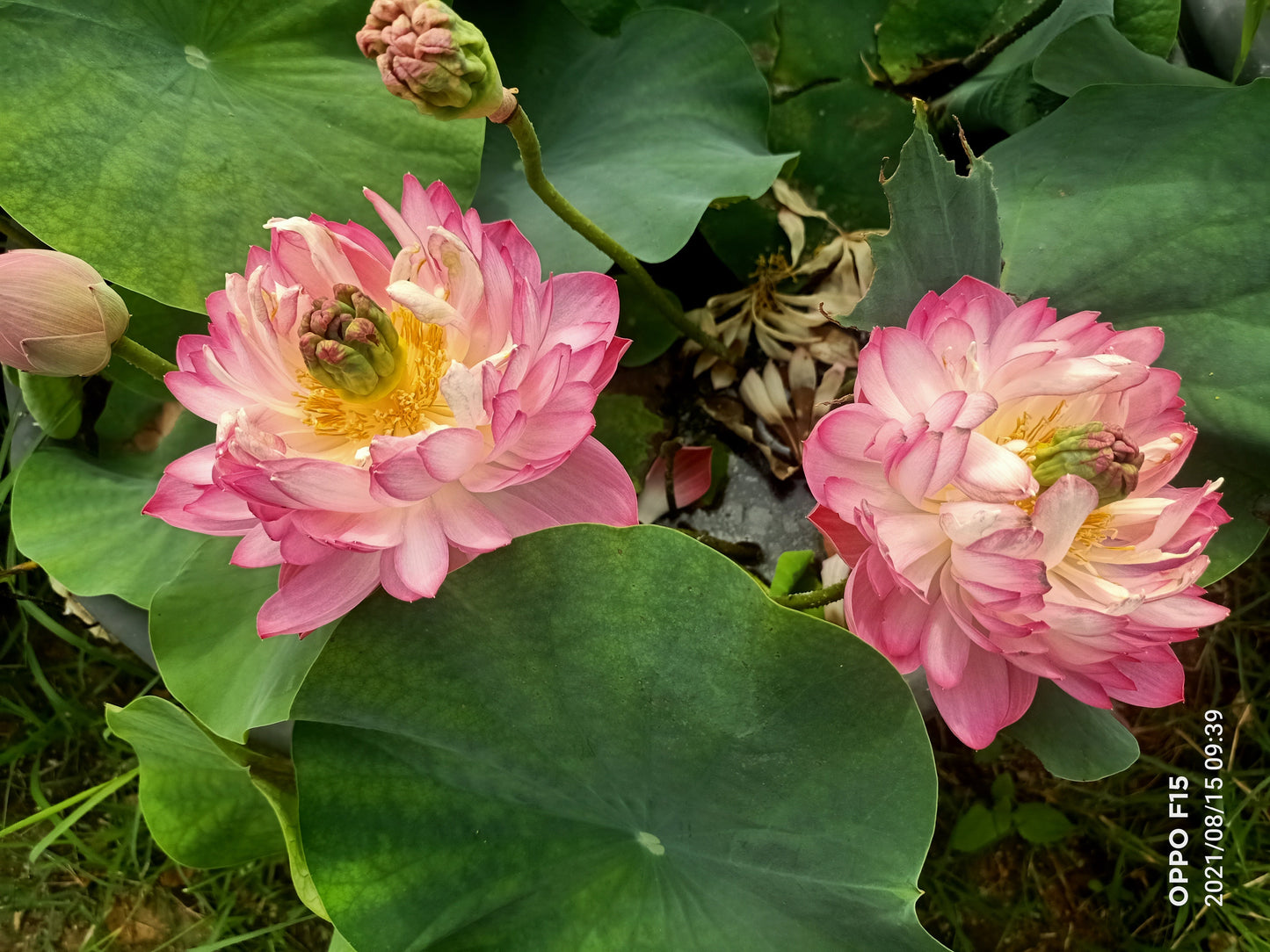Amiry Peony