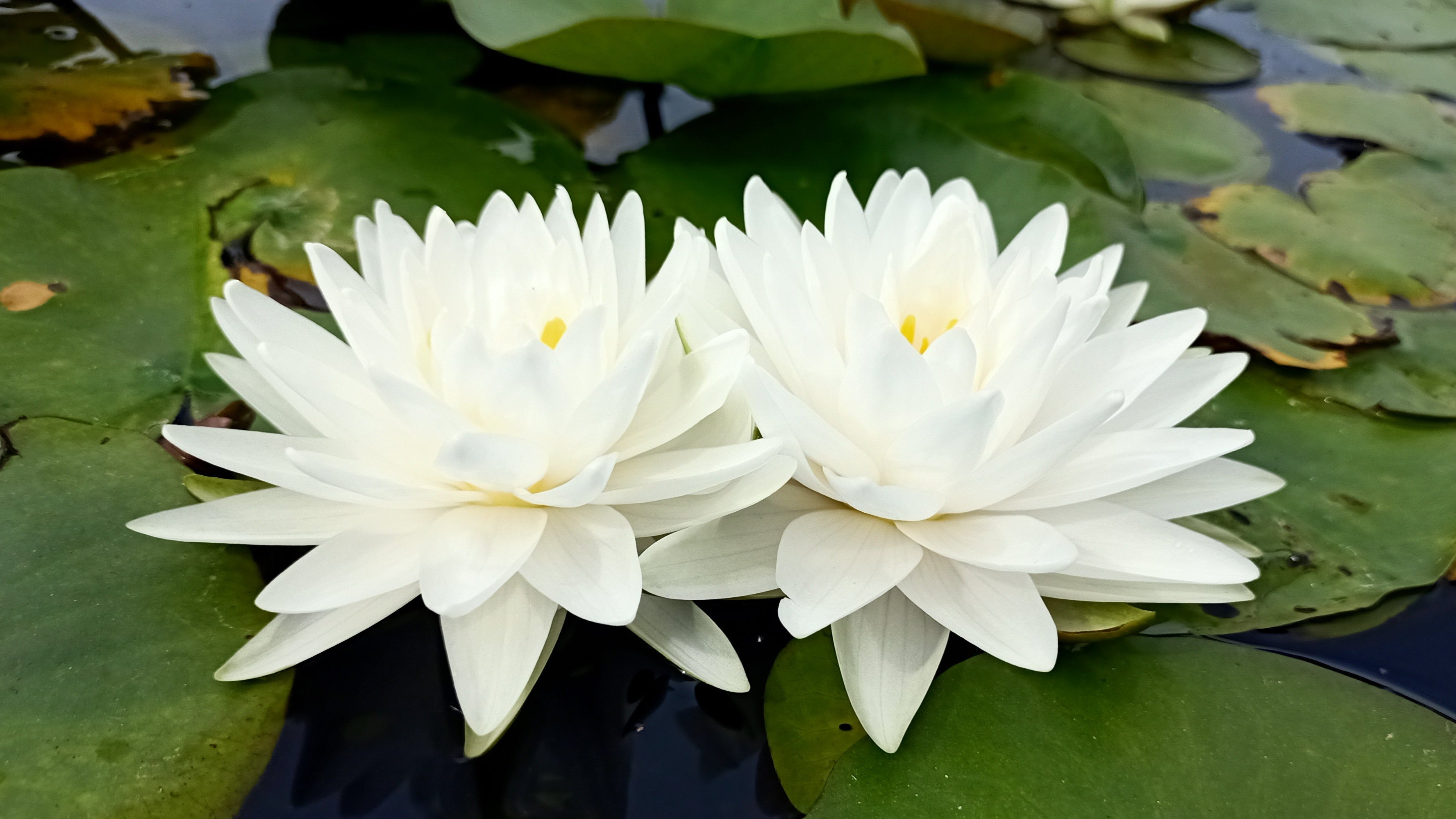 Perry's Double White