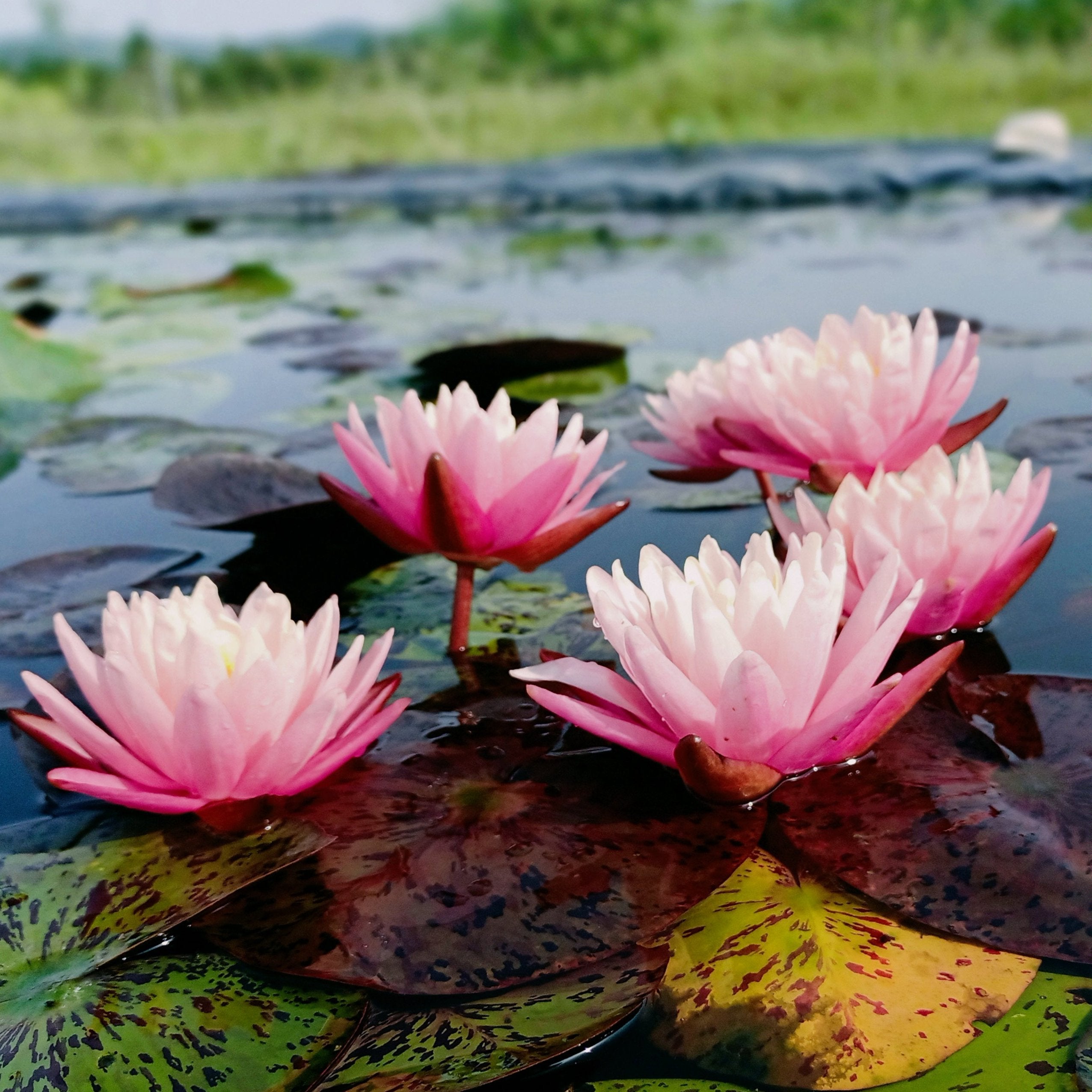 Gregg's Orange Beauty