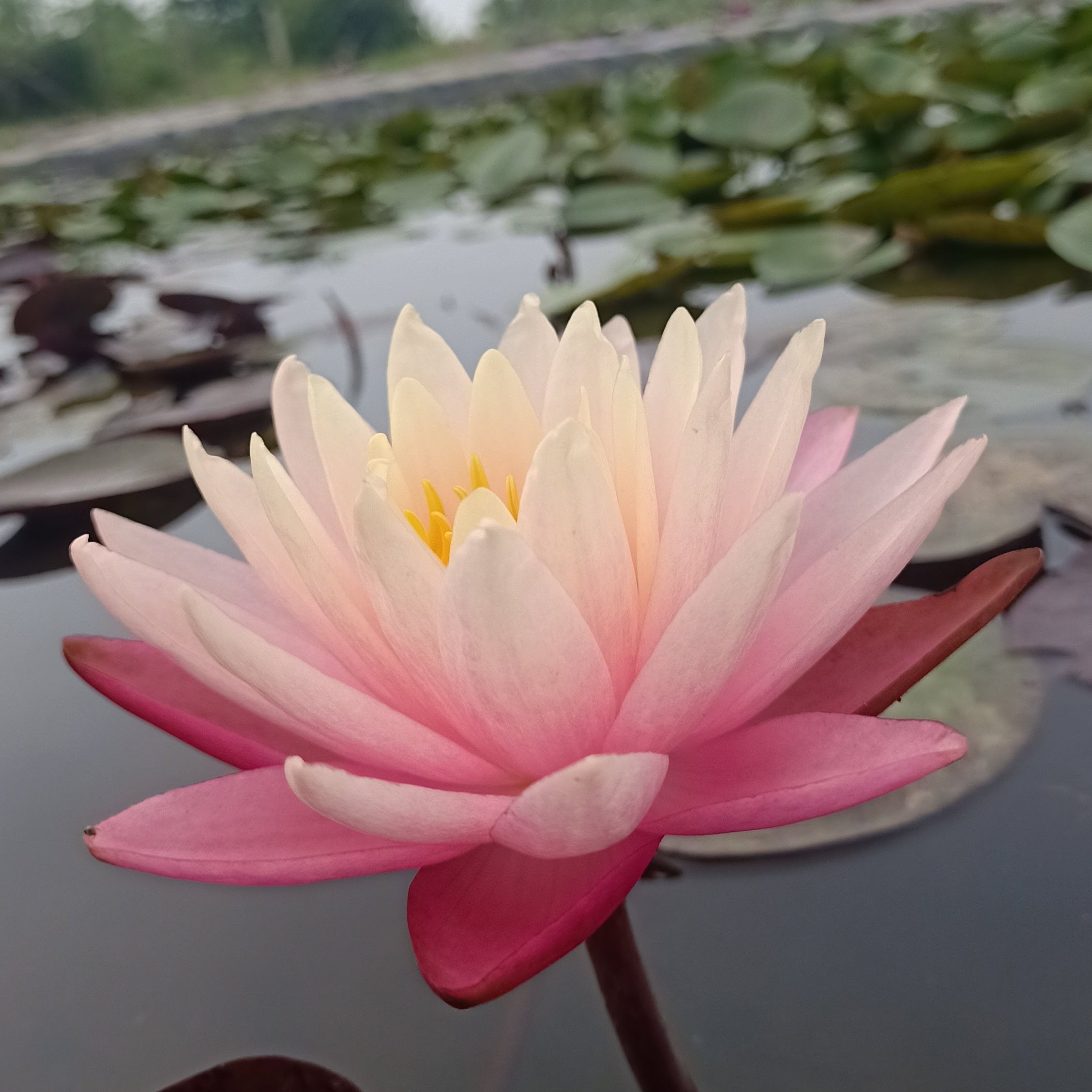 Gregg's Orange Beauty