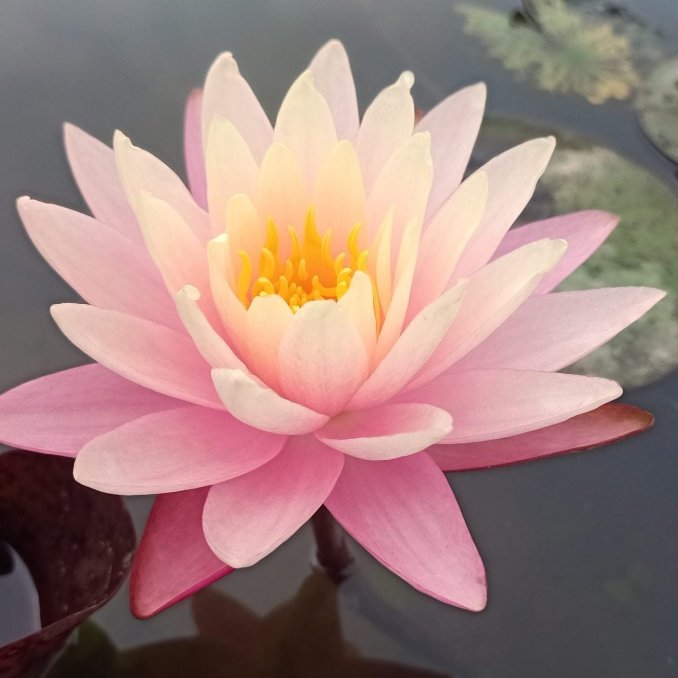 Gregg's Orange Beauty