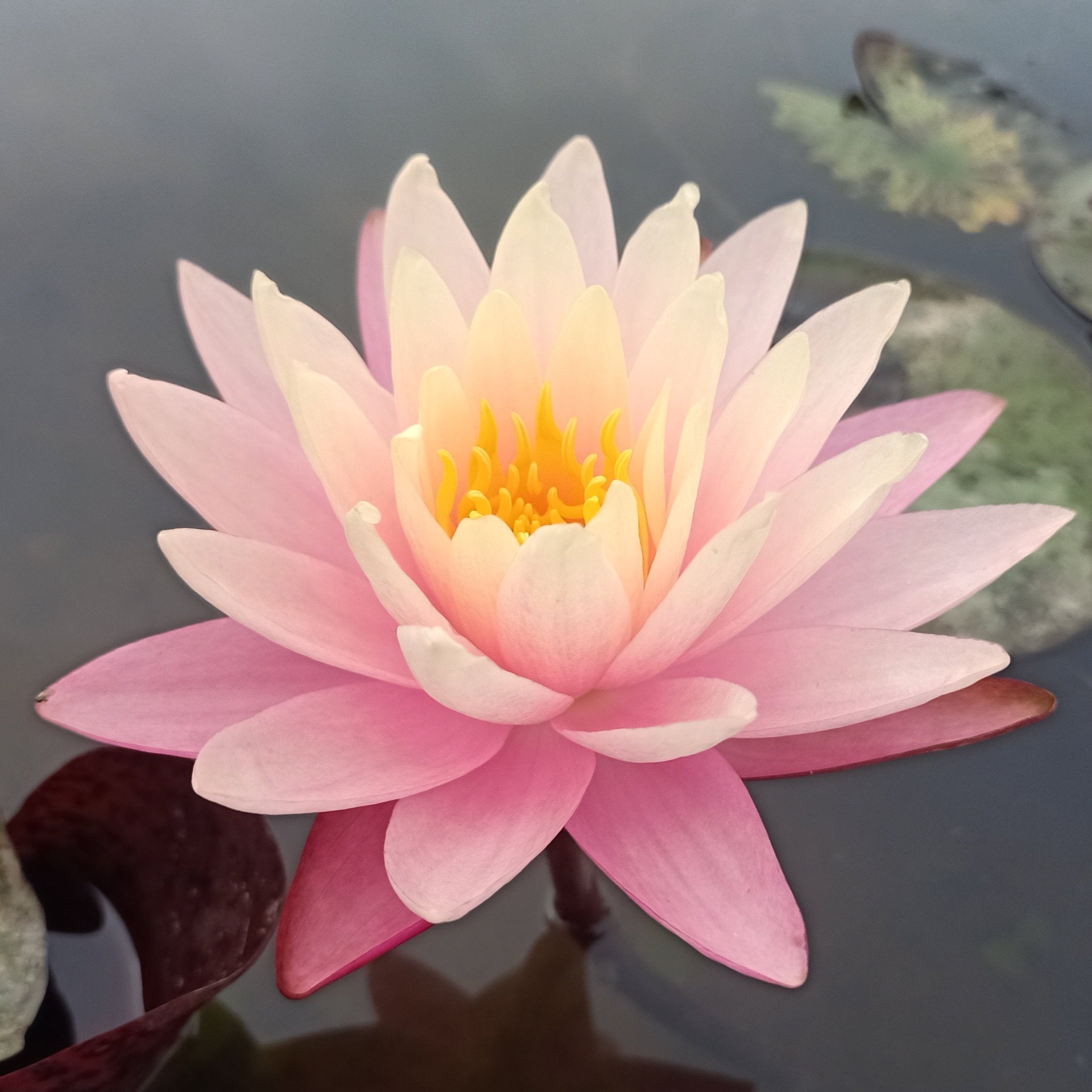 Gregg's Orange Beauty