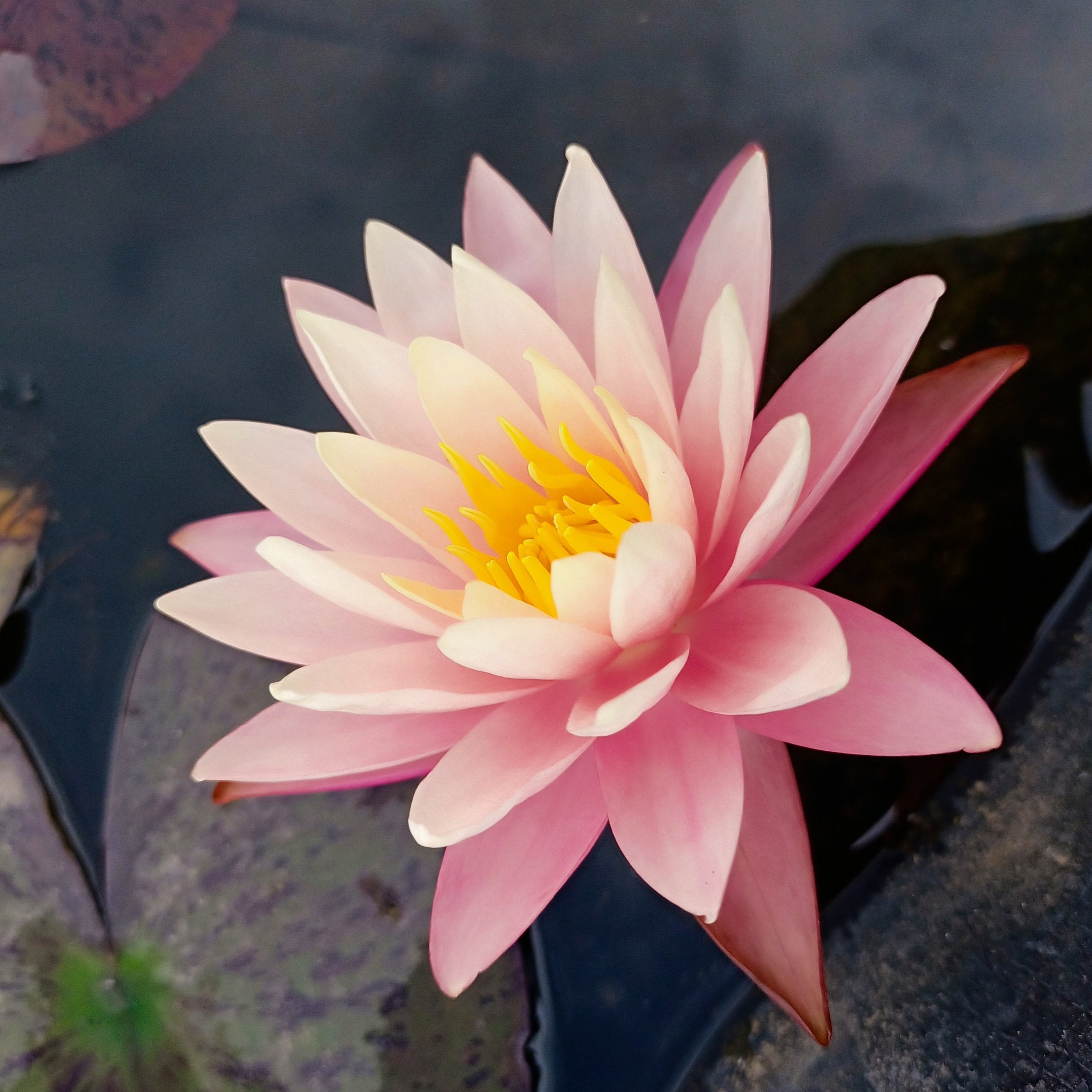 Gregg's Orange Beauty