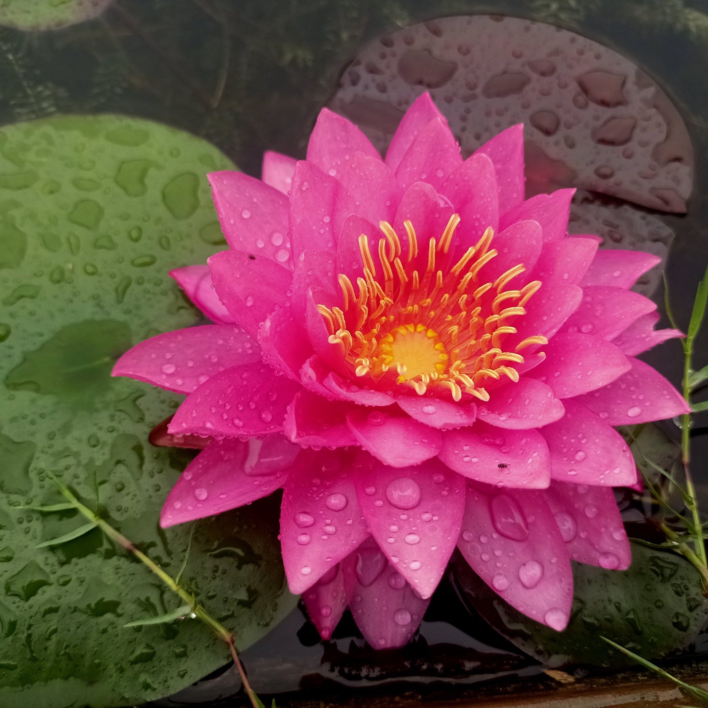 Siam Beauty
