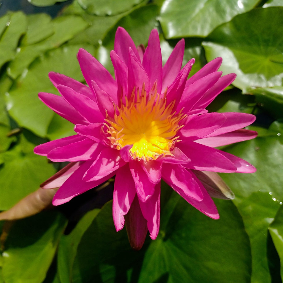 Pink Silk
