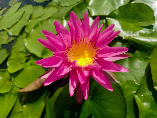 Pink Silk