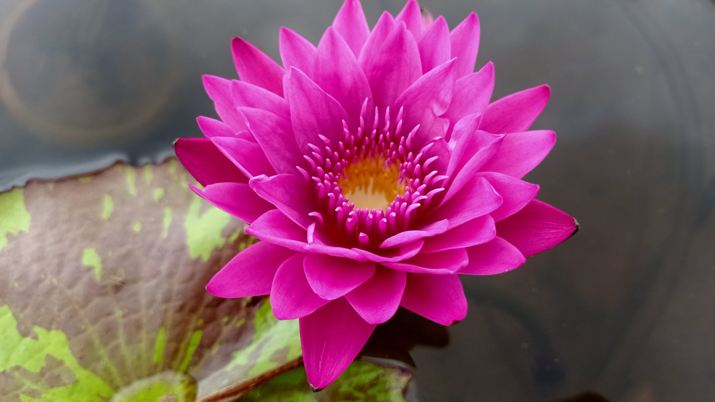 Hot Pink
