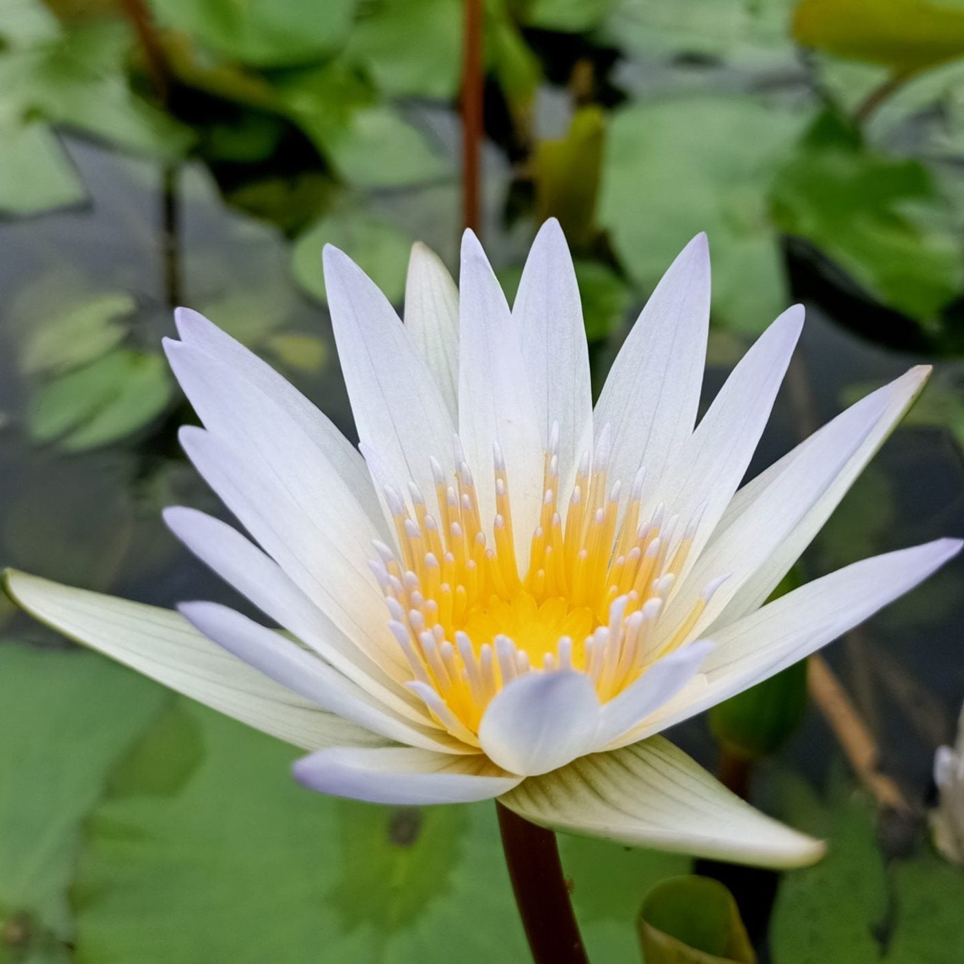 aqua lily flower Dauben | Buy water lily in India