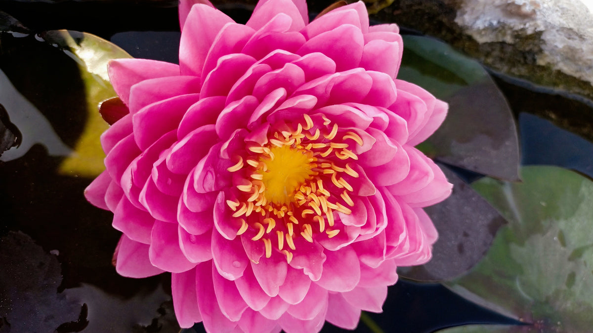 Malikan Malikan | Buy water lily in India | Lilypond Store
