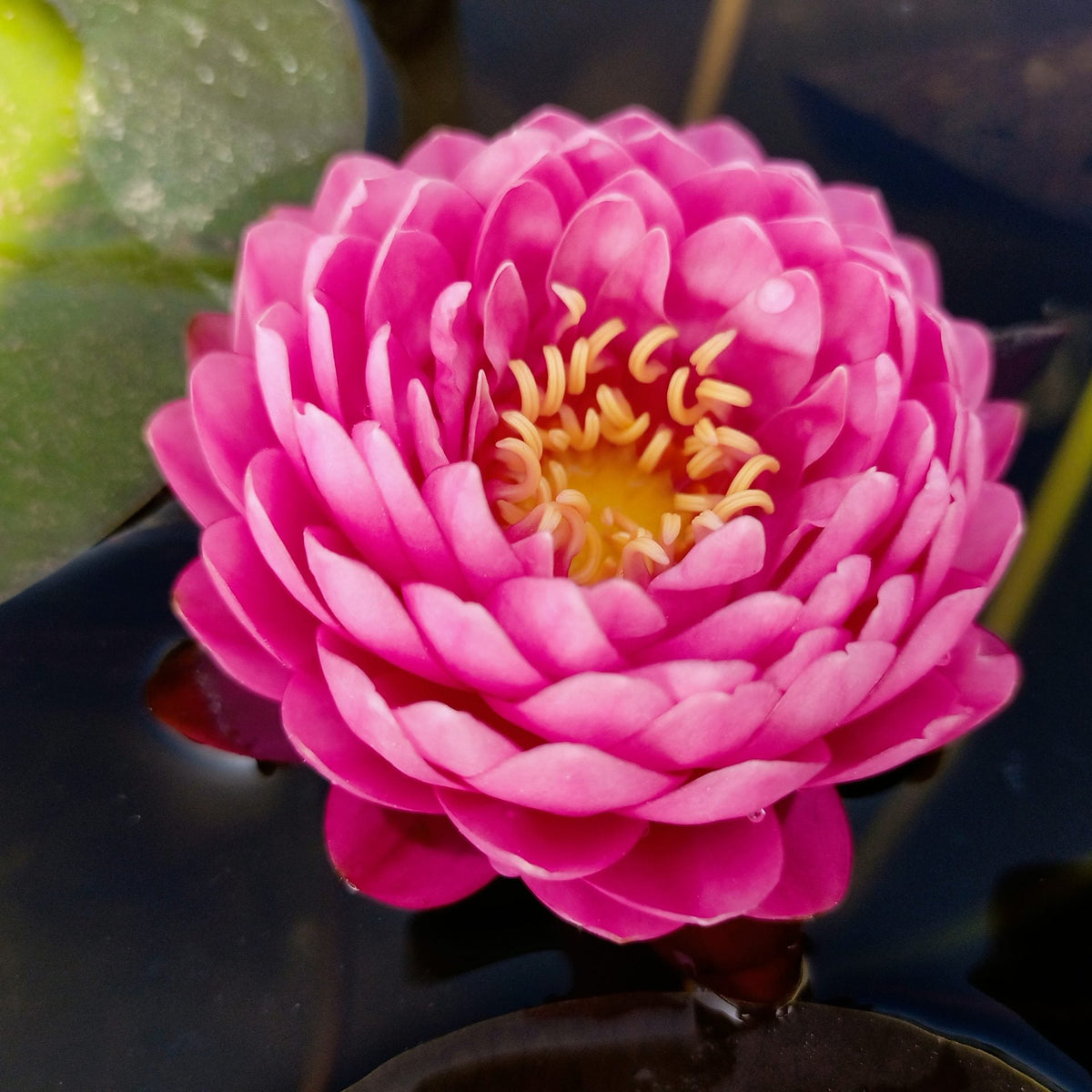 Malikan Malikan | Buy water lily in India | Lilypond Store