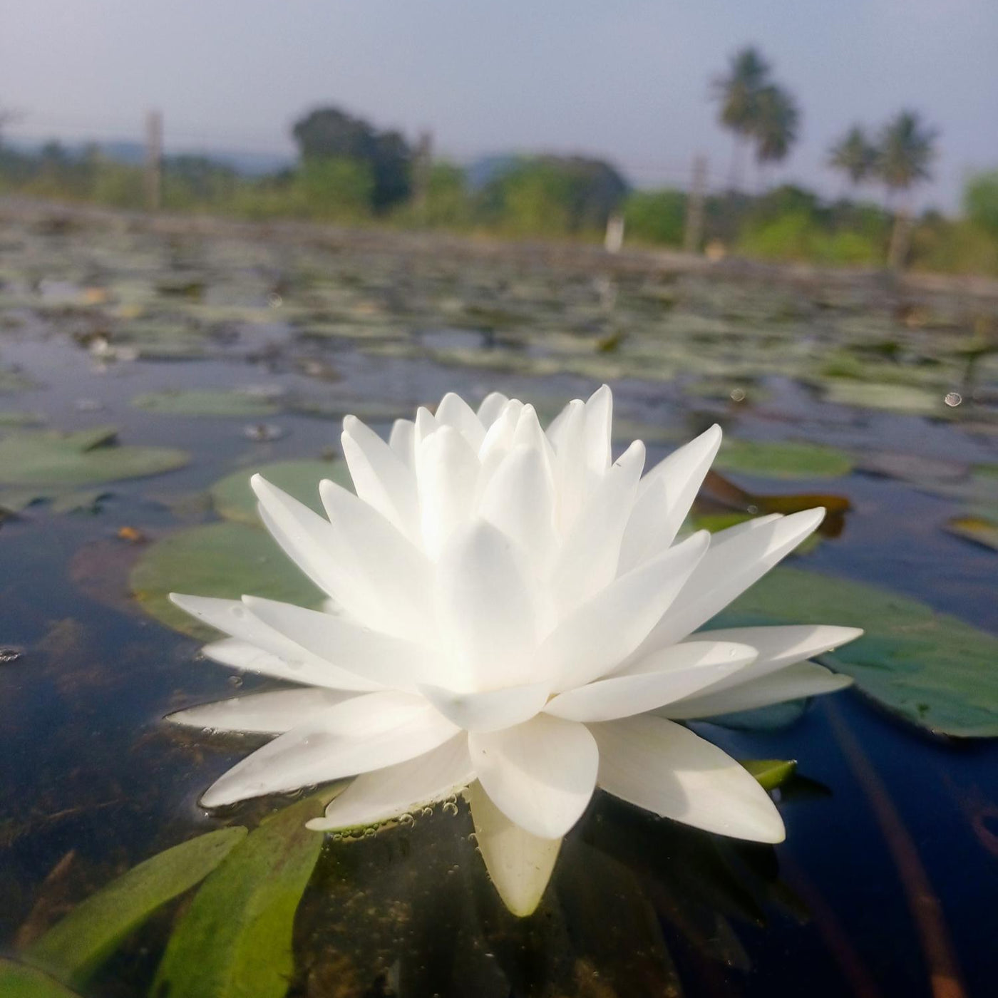 perry's double white water lily Perry's Double White | Buy water lily in India