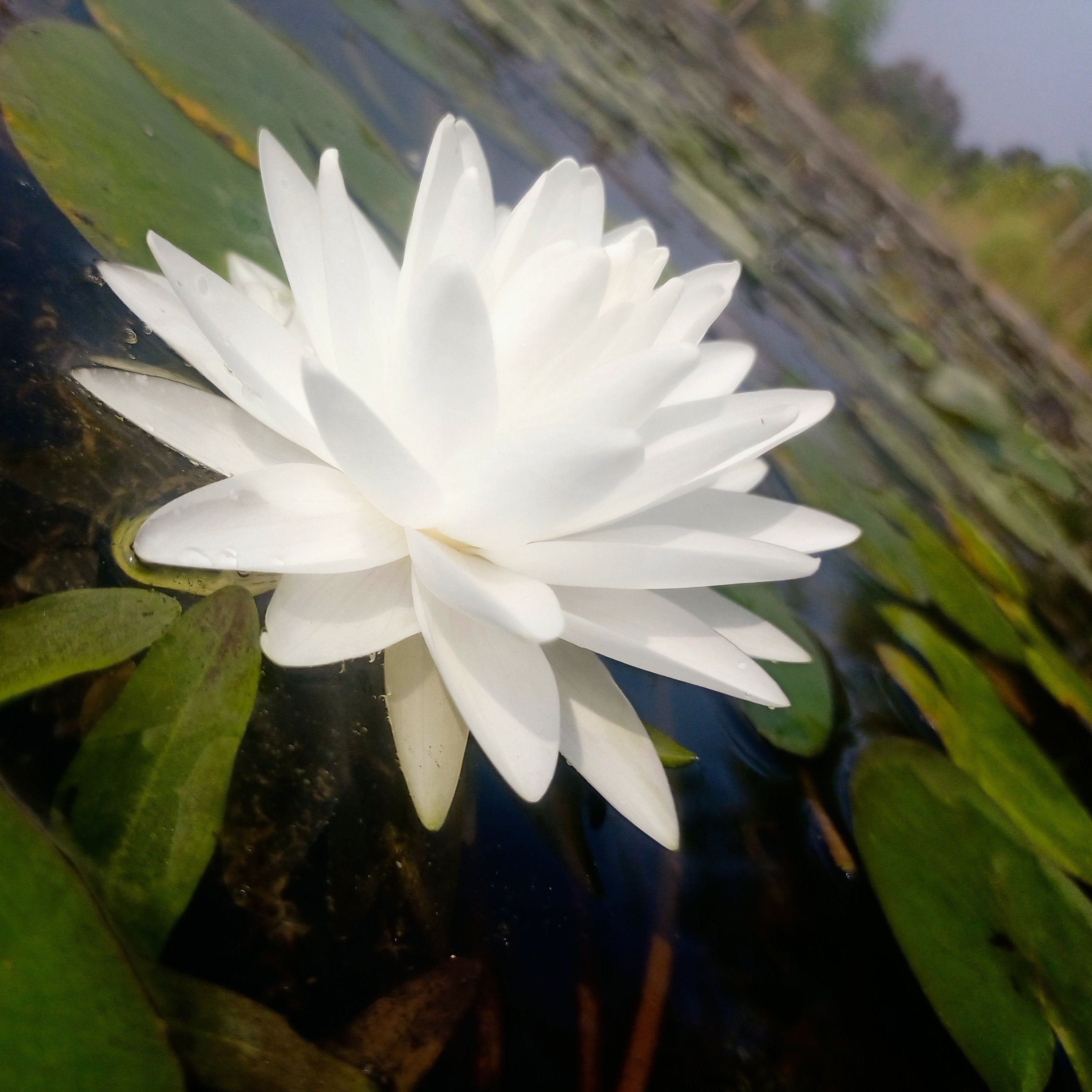 Perry's Double White