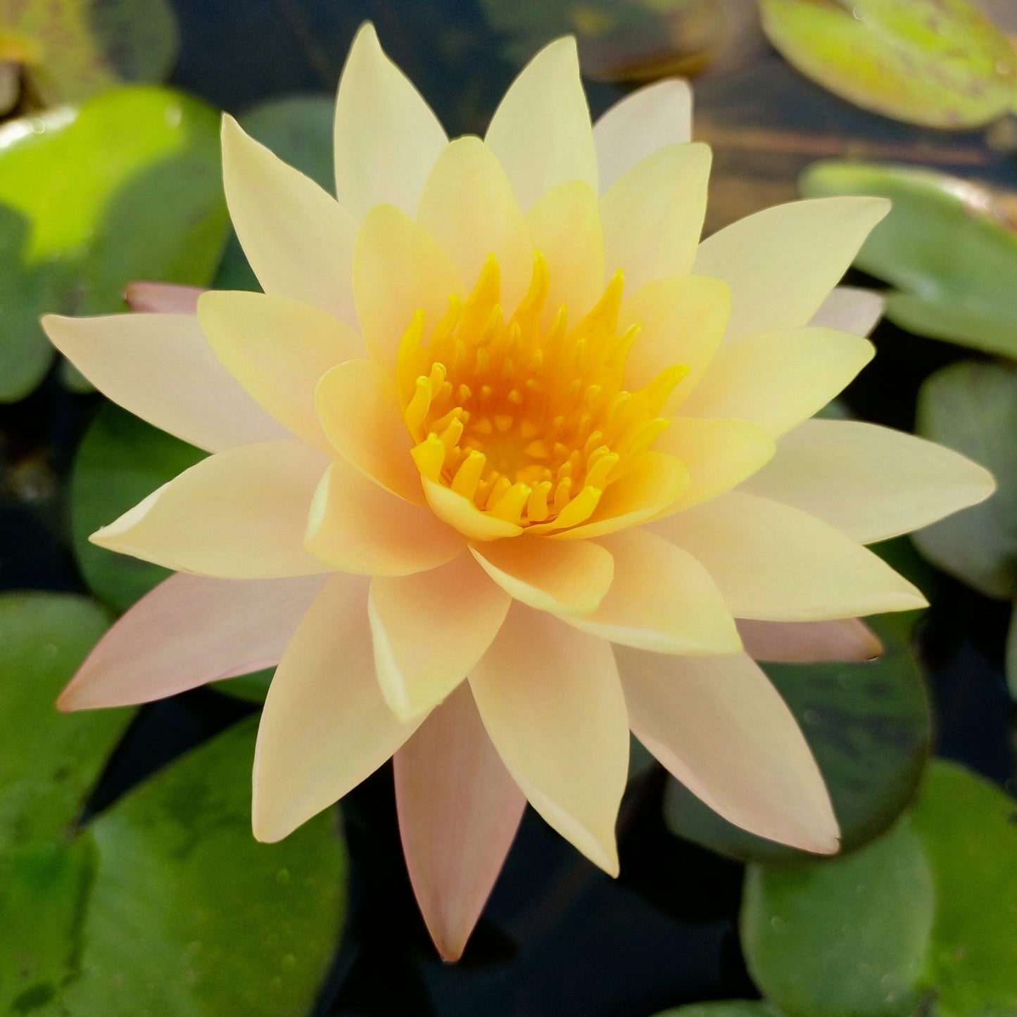 Siam Amber