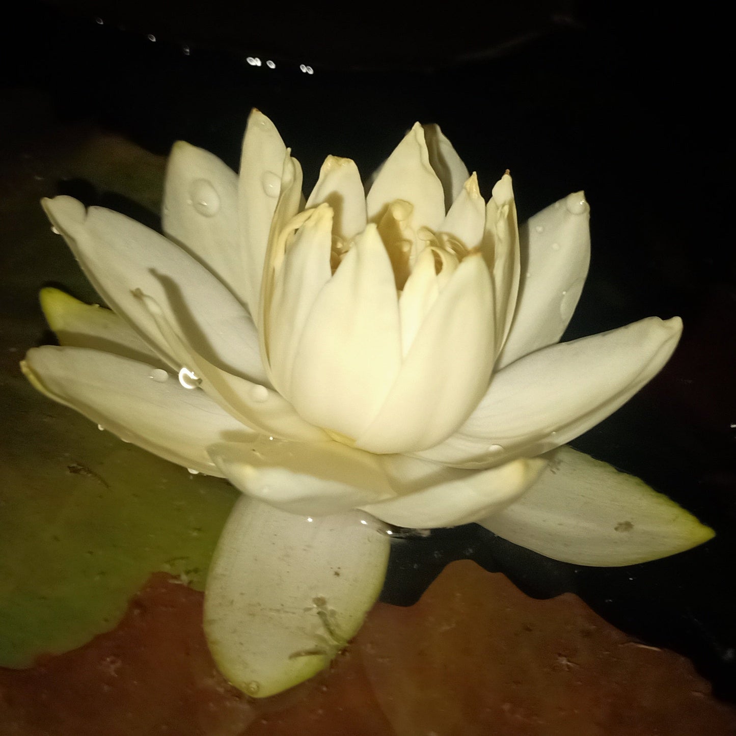 Rudgeana