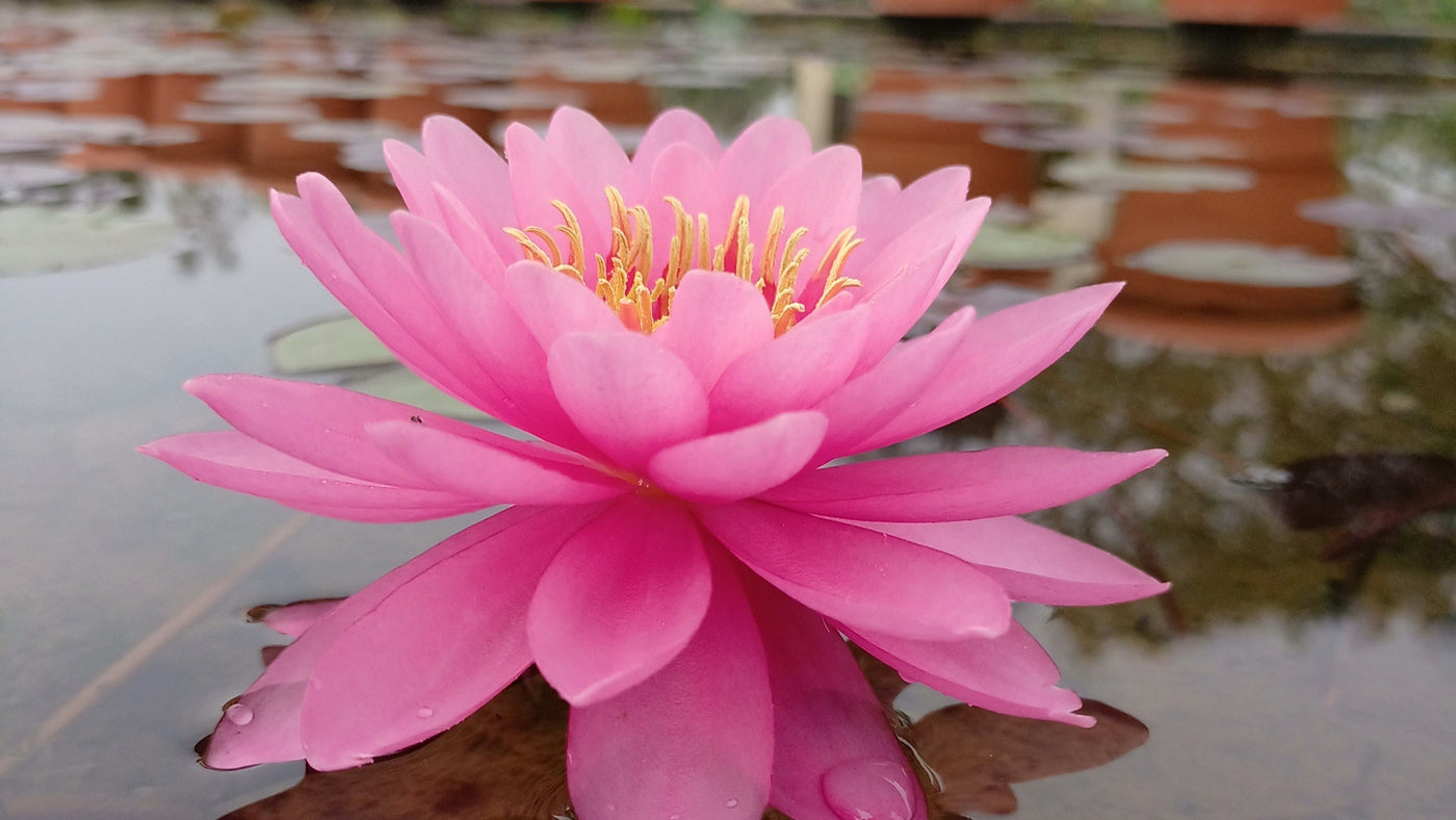 miss lily flower thailand Miss Siam | Buy water lily in India