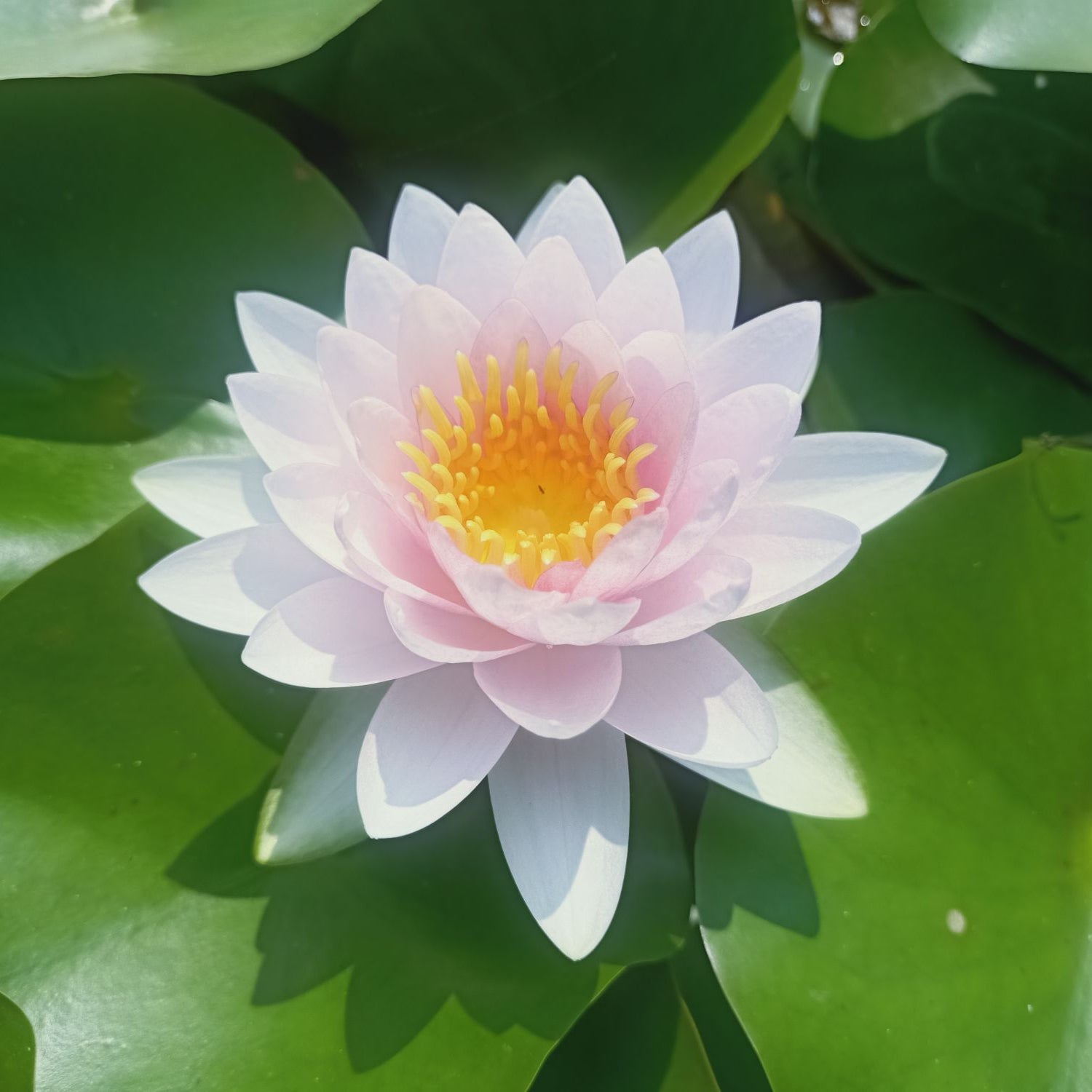 Madame Wilfron Gonnere