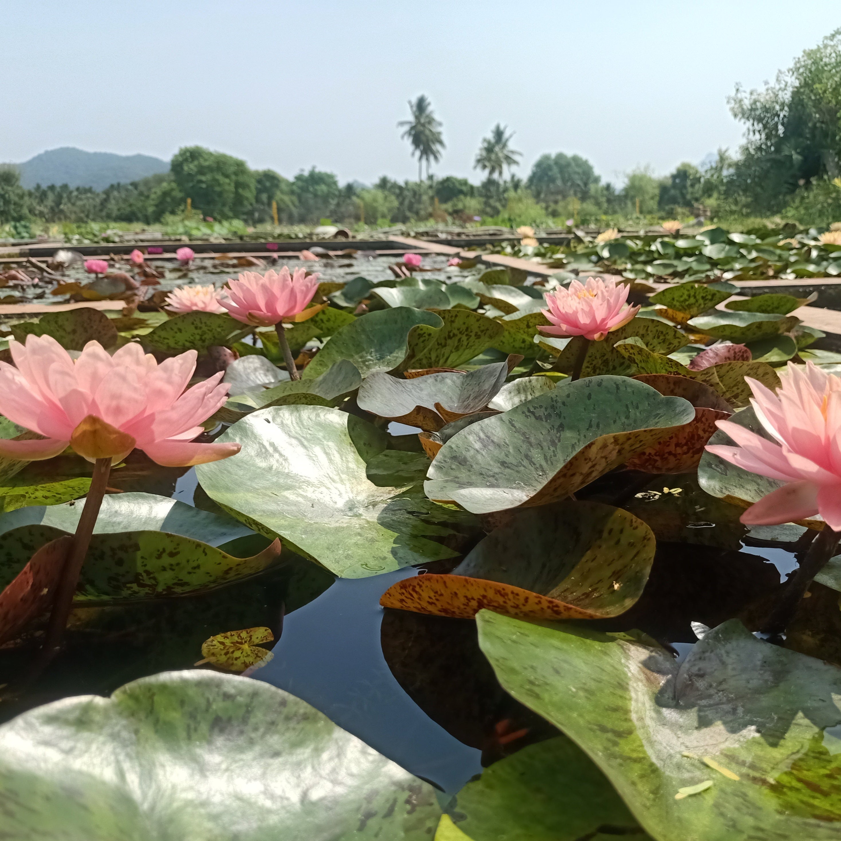 Perry's Orange Sunset
