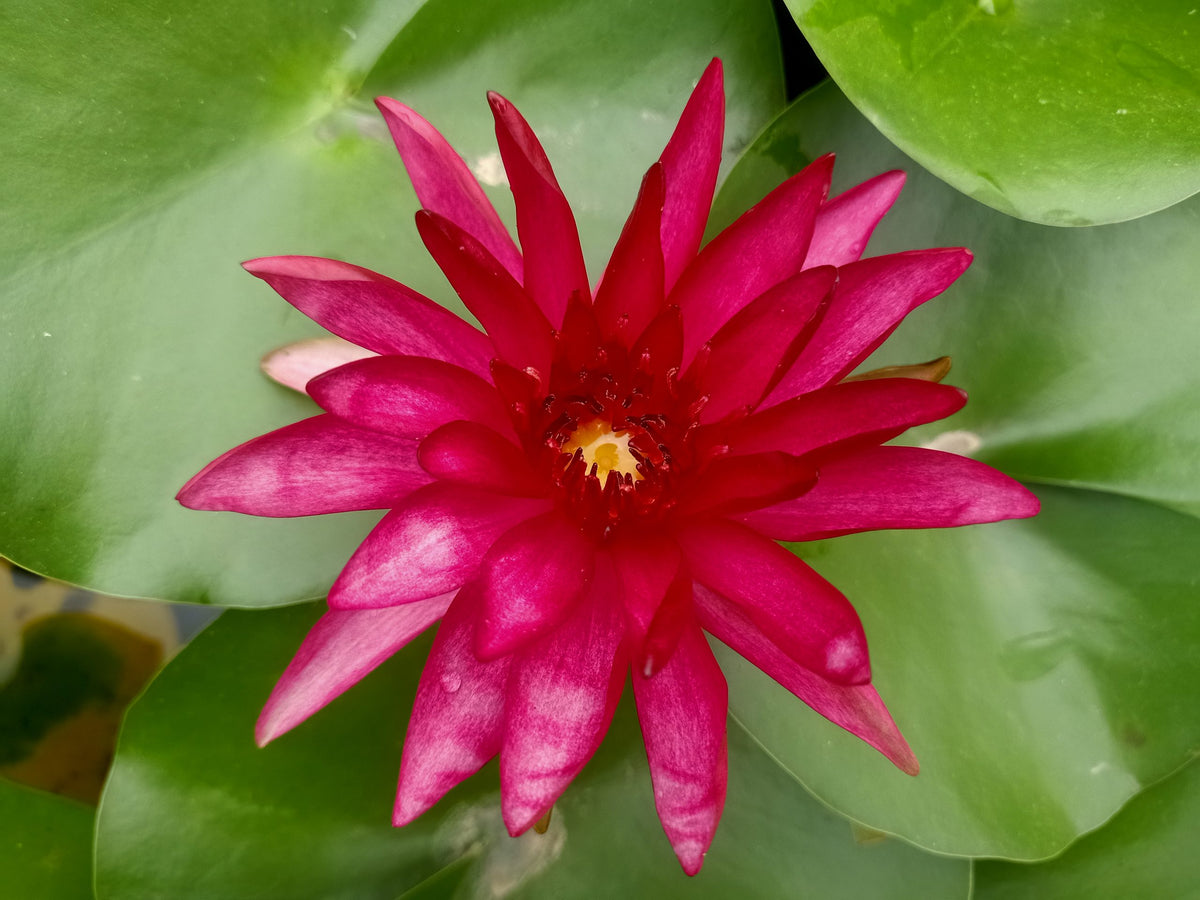 Perry's Red Star
