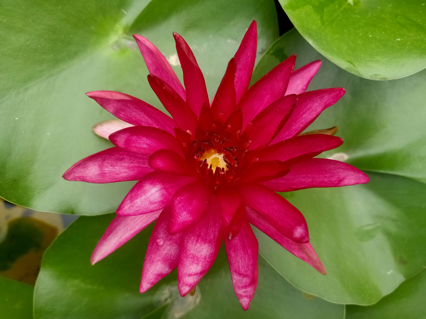 Perry's Red Star