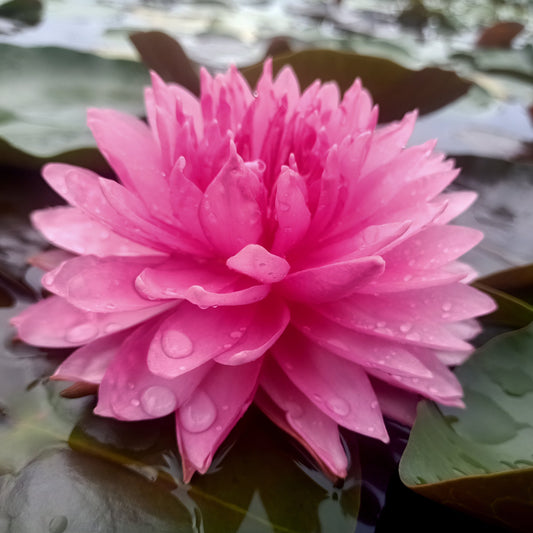 Pink Pom Pom