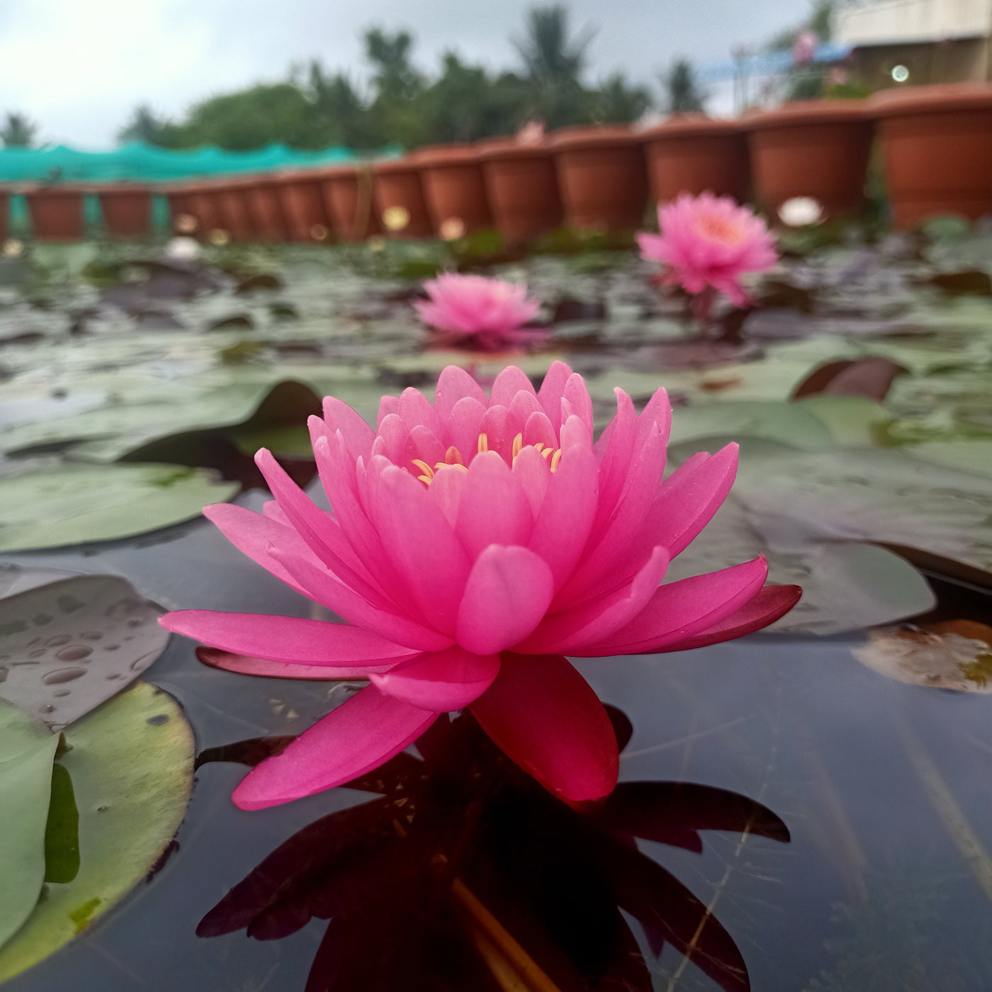 miss lily flower thailand Miss Siam | Buy water lily in India