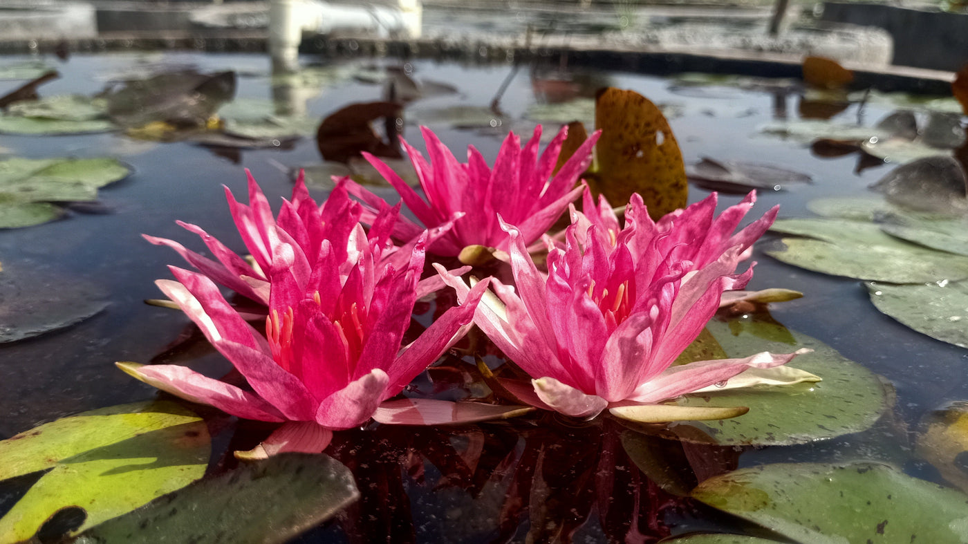 red spider water lily Red Spider | Buy water lily in India