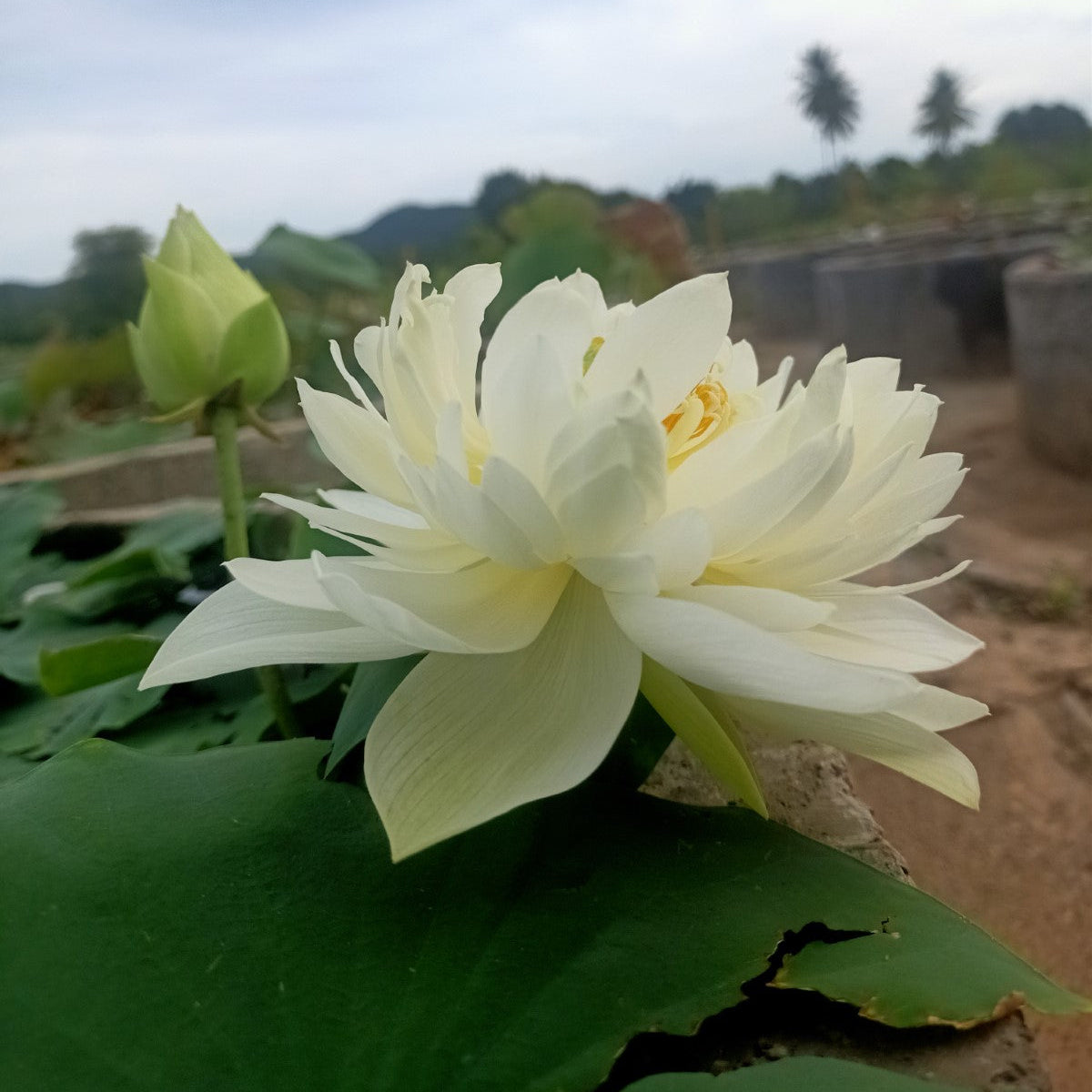 Thai Hu- Lotus