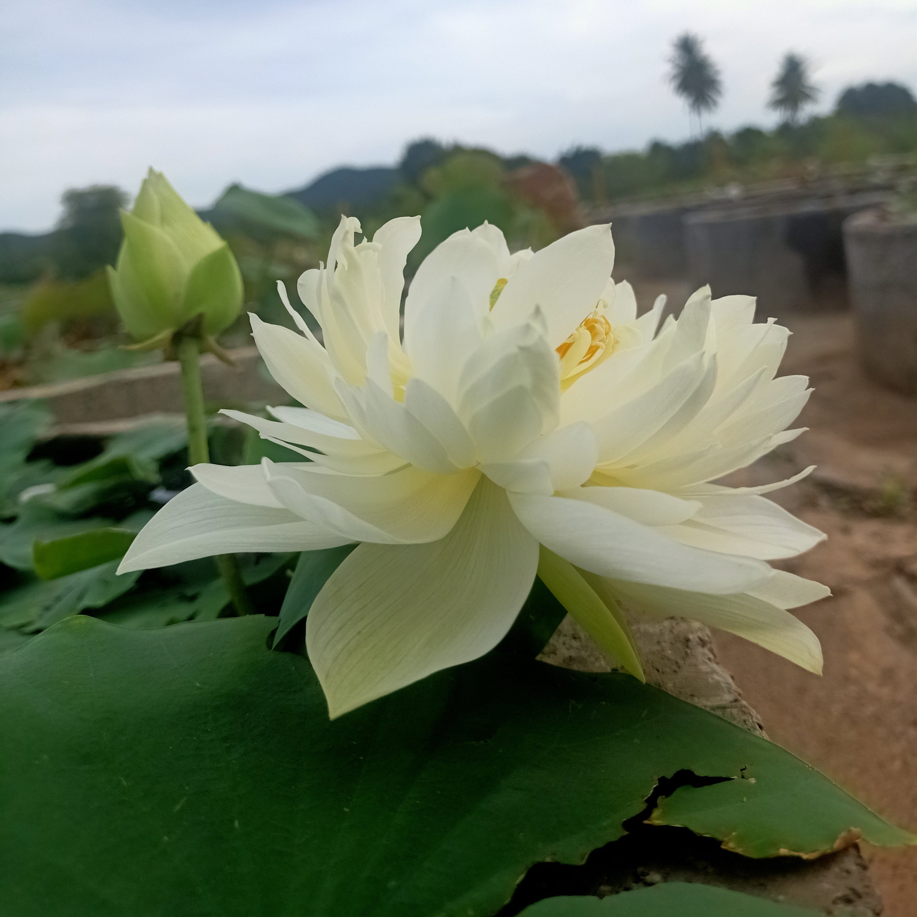 Thai Hu- Lotus