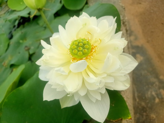 Thai Hu- Lotus