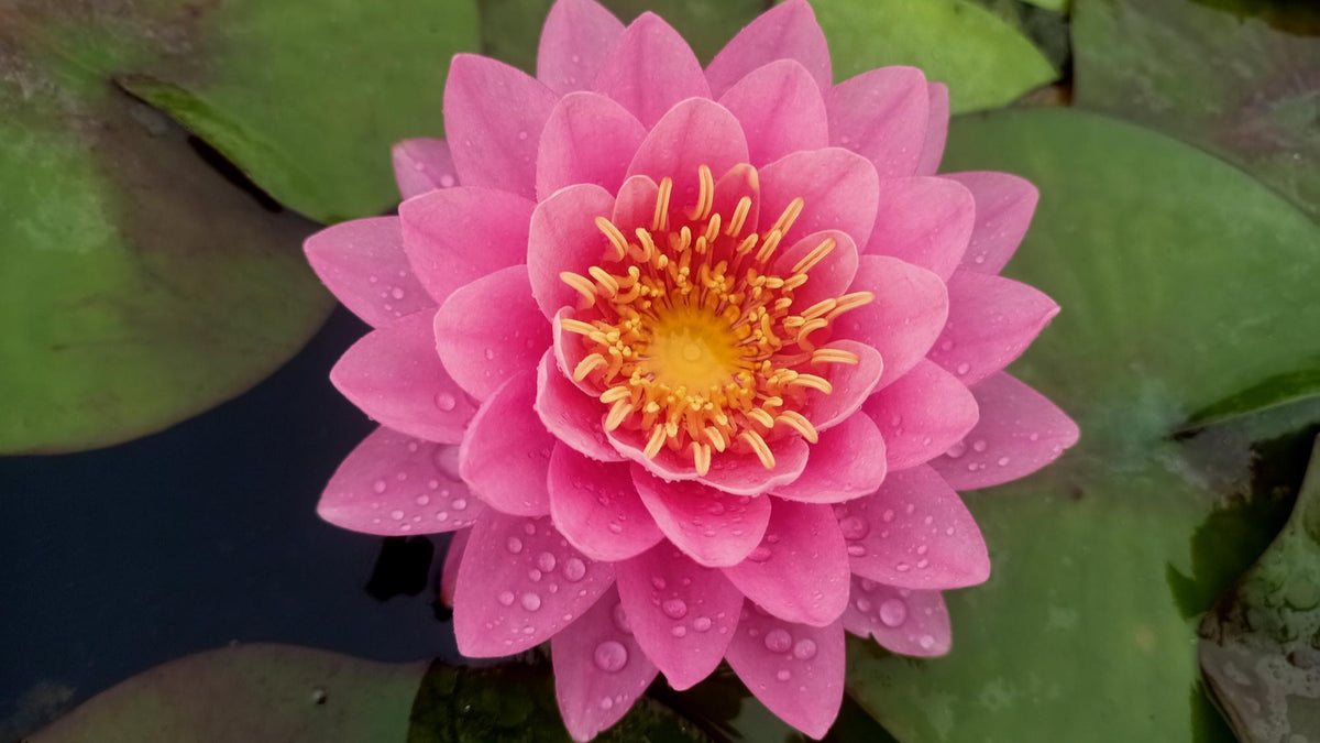 Opal Perry Perry's Fire Opal | Buy water lily in India | Lilypond Store