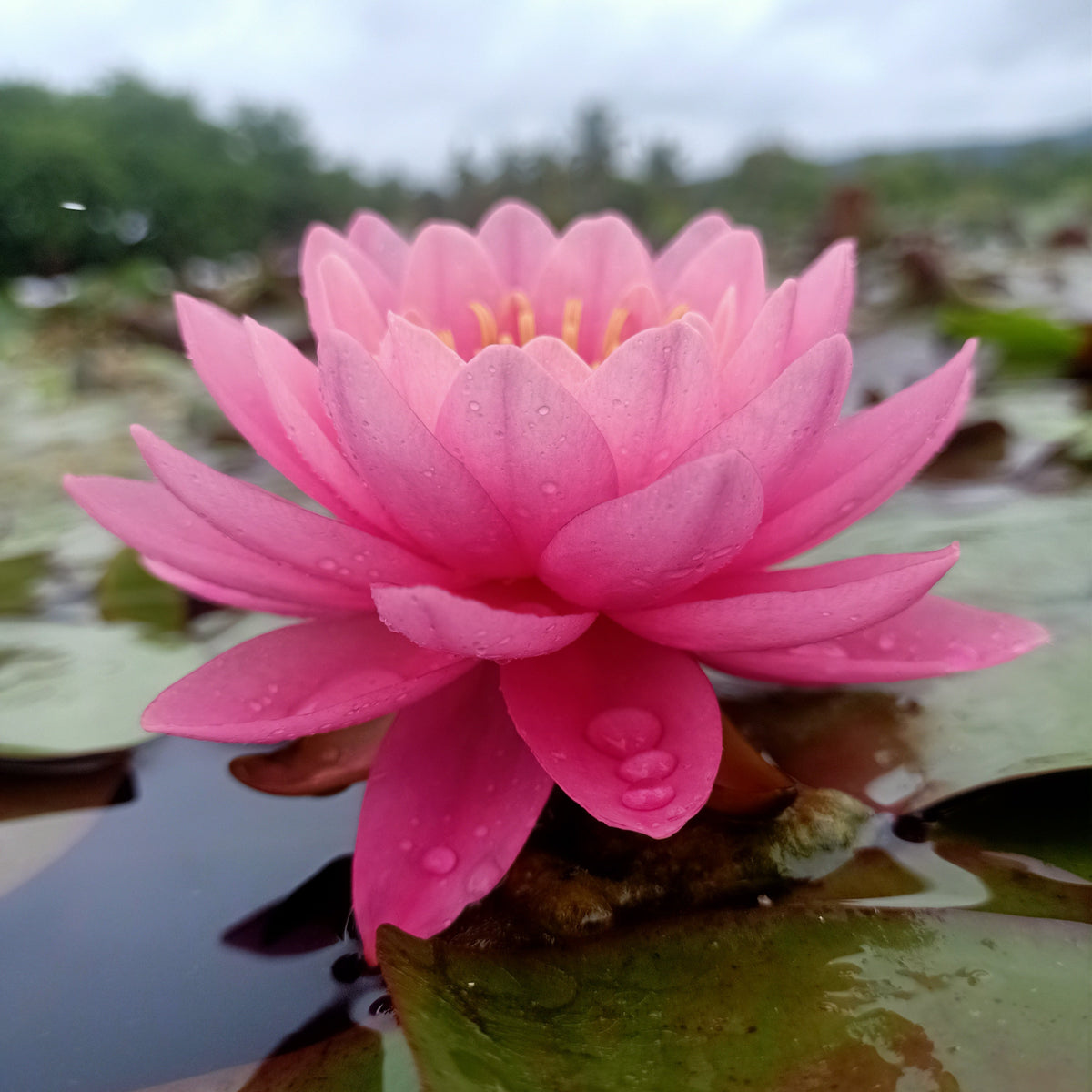 Opal Perry Perry's Fire Opal | Buy water lily in India | Lilypond Store