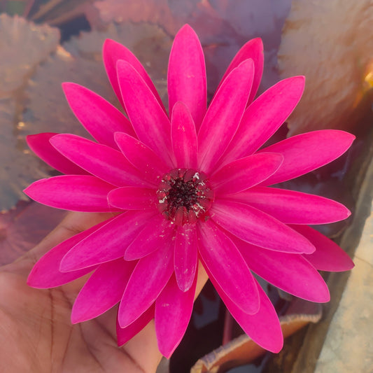English Rose