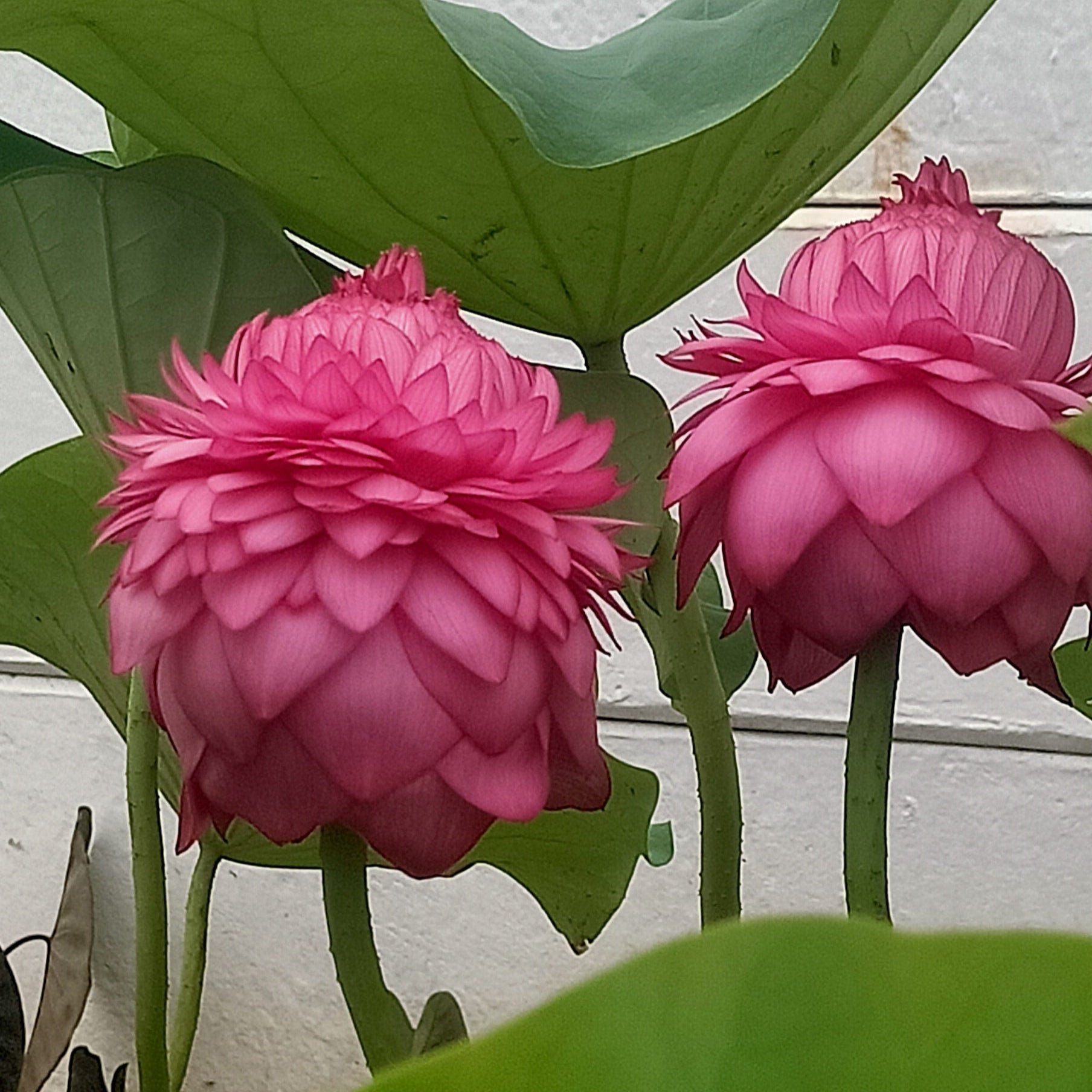 sahasradala Padmam- Lotus