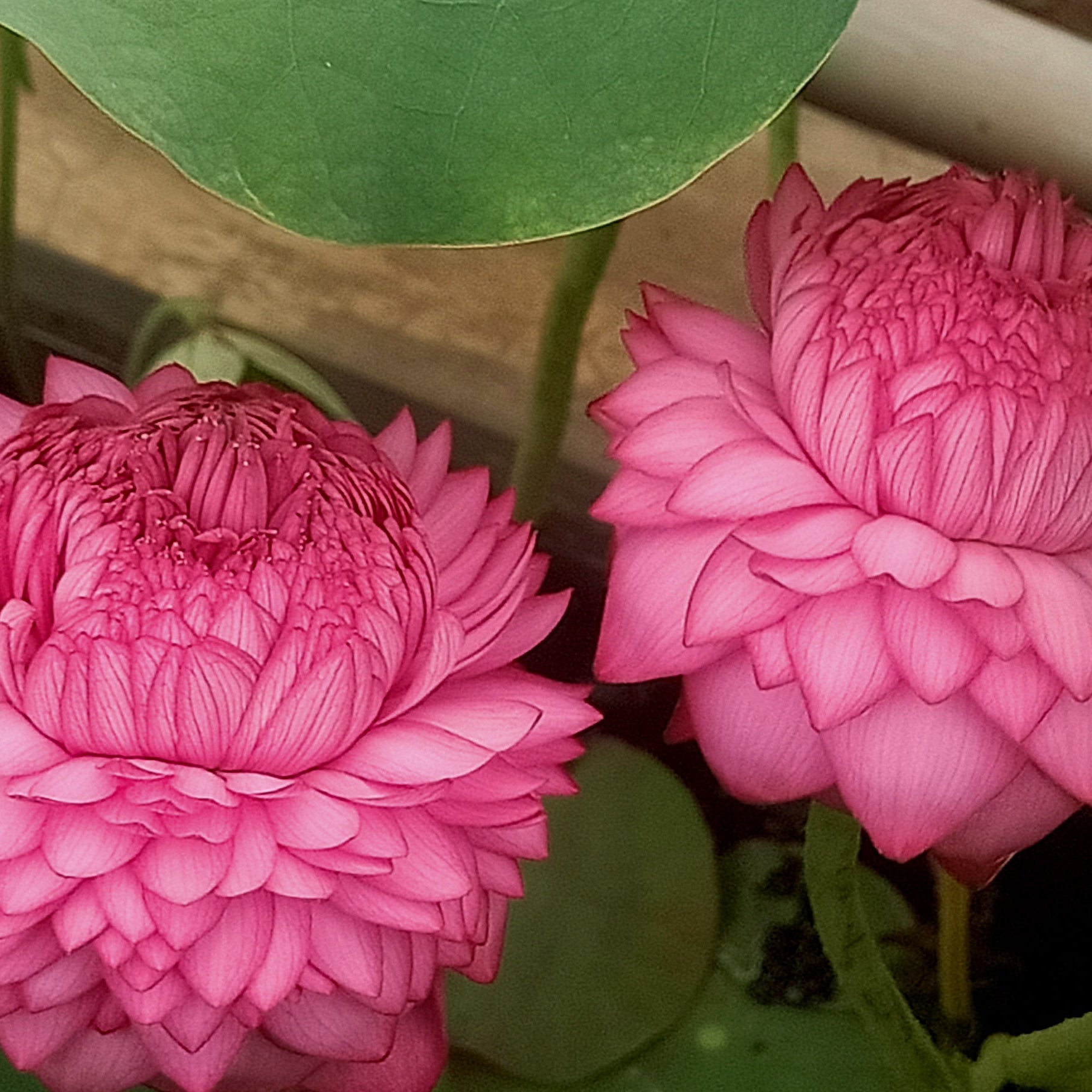 sahasradala Padmam- Lotus