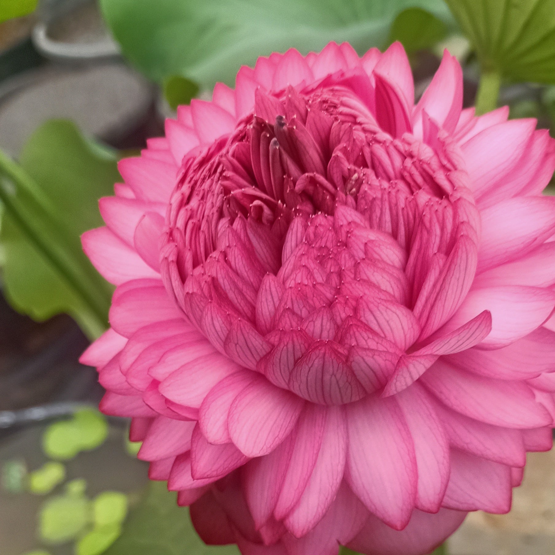 sahasradala Padmam- Lotus