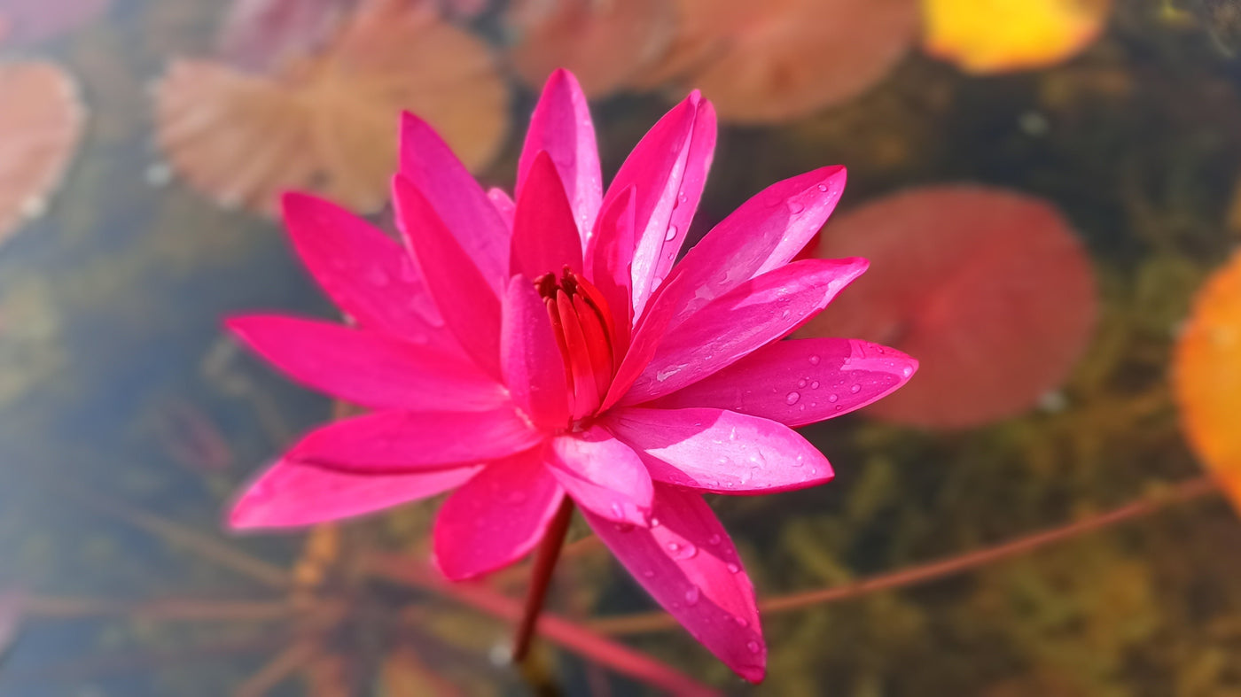 english lily flower English Rose | Buy water lily in India