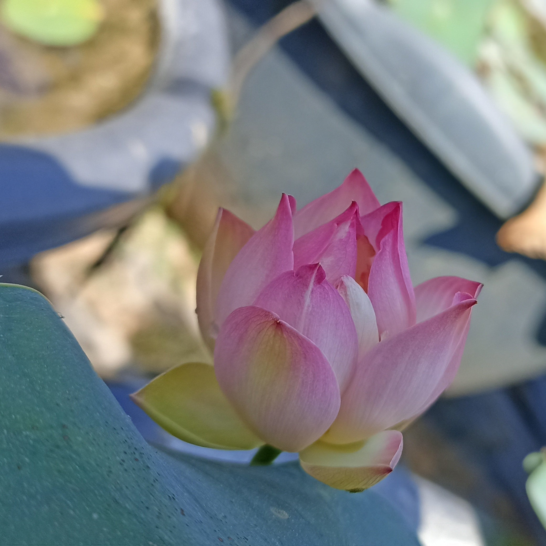 Master (Bowl Lotus)