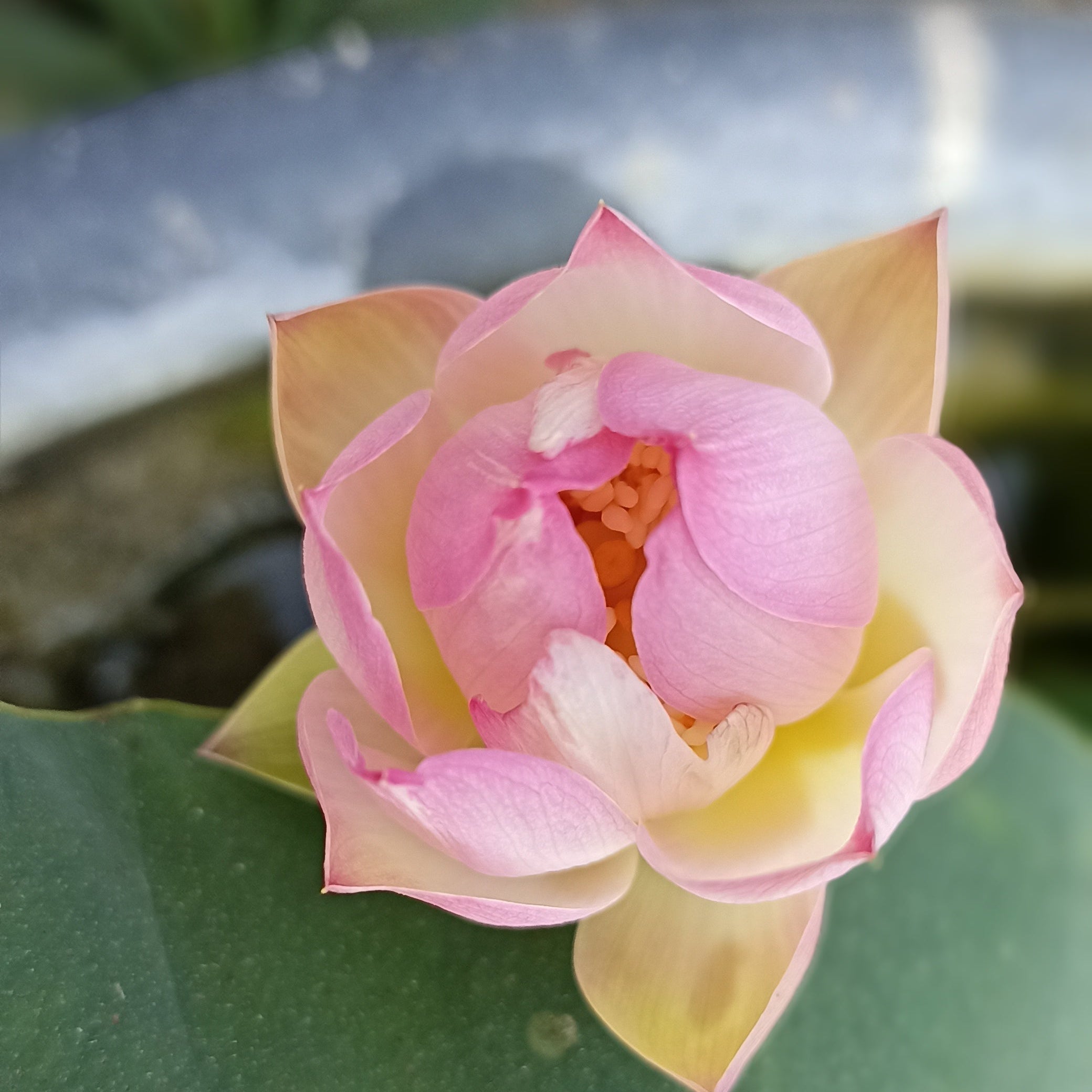 Master (Bowl Lotus)