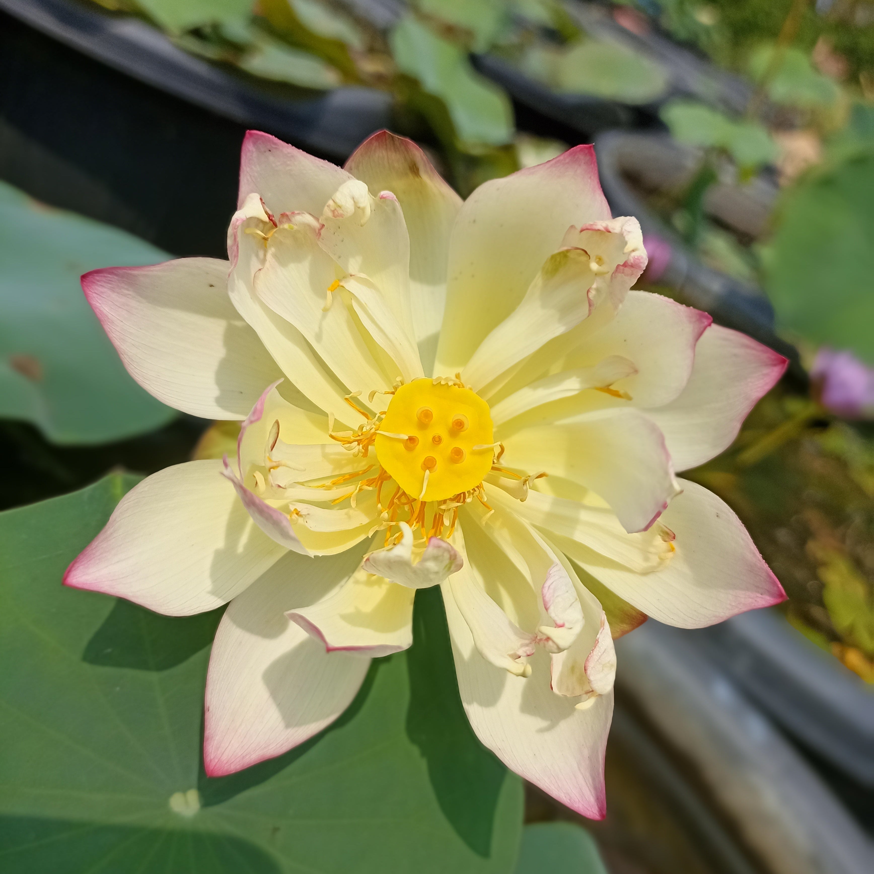 Dwarf red love sick bean- Lotus