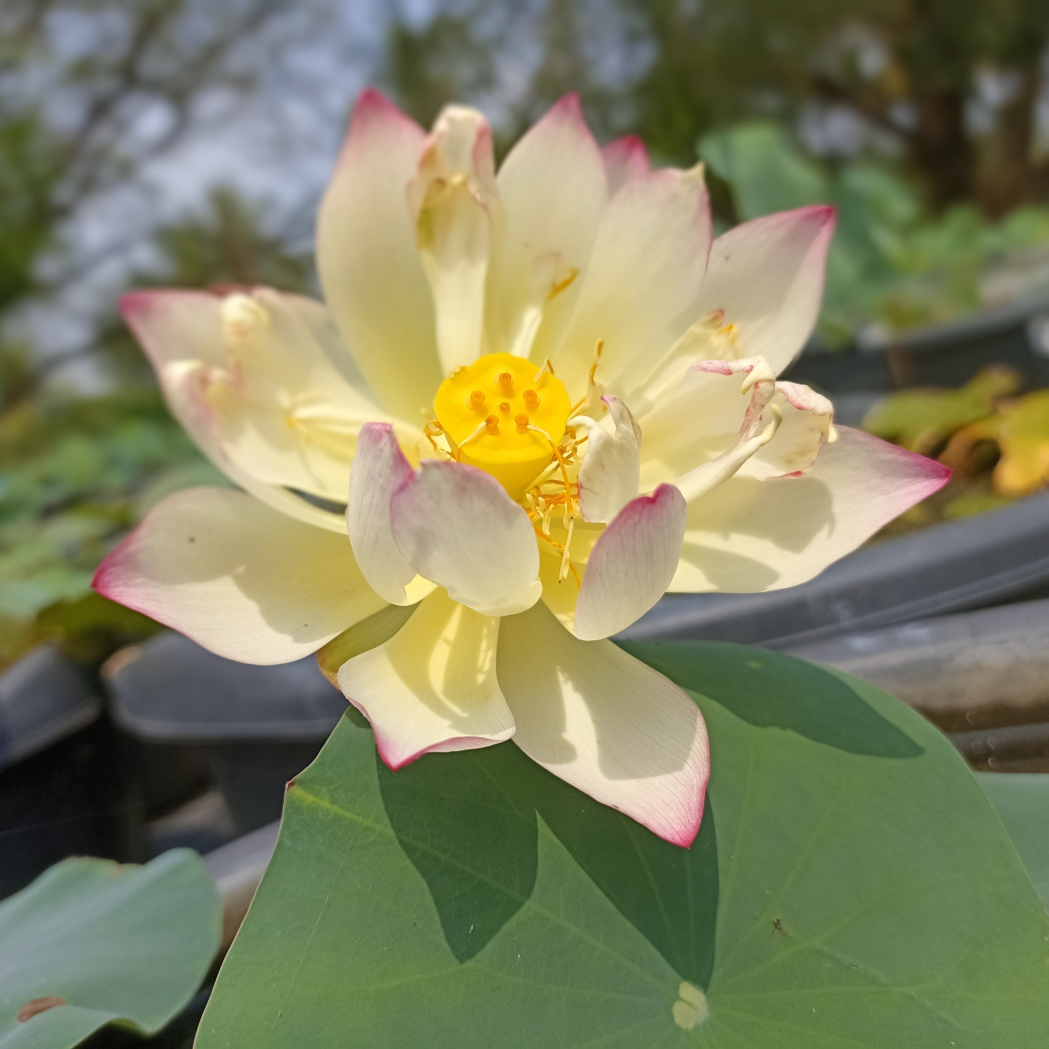 Dwarf red love sick bean- Lotus