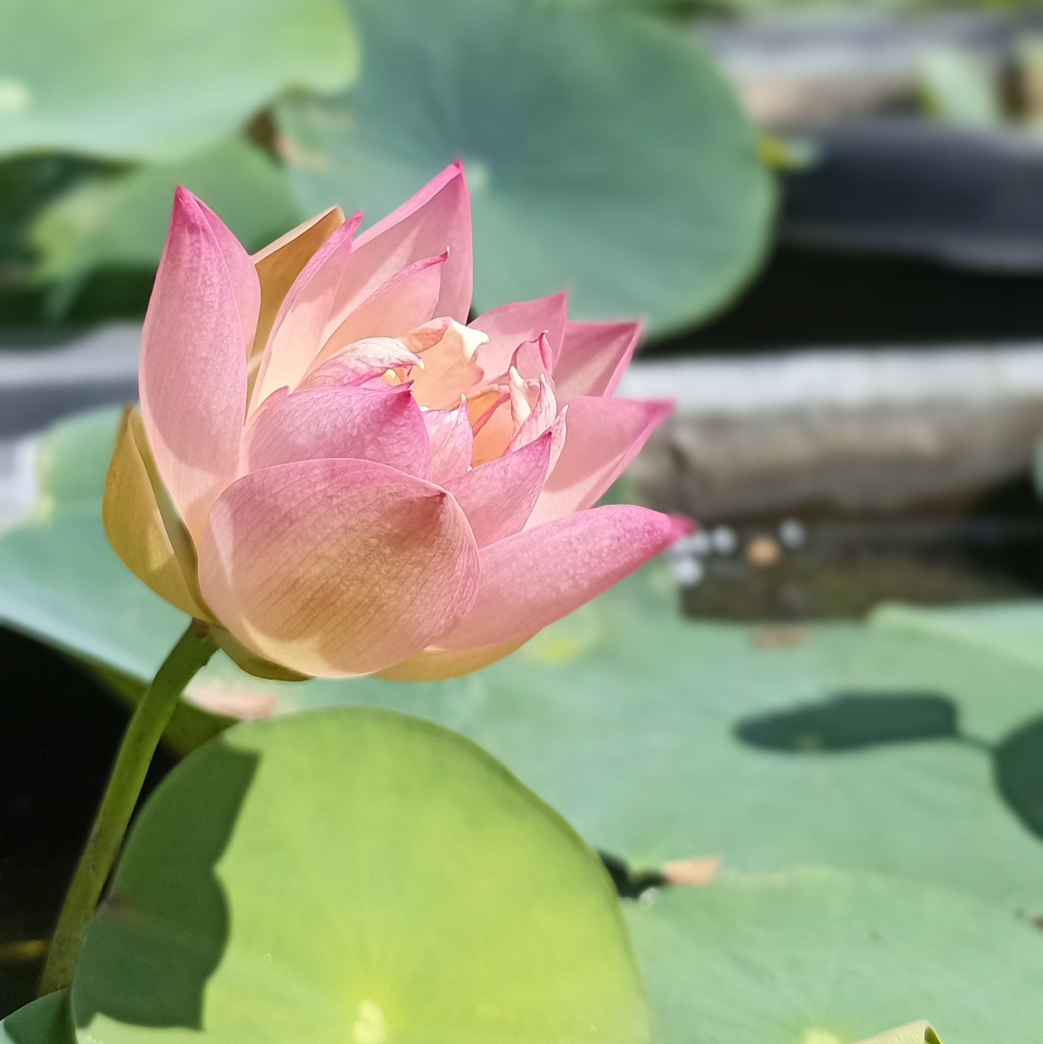 Master (Bowl Lotus)