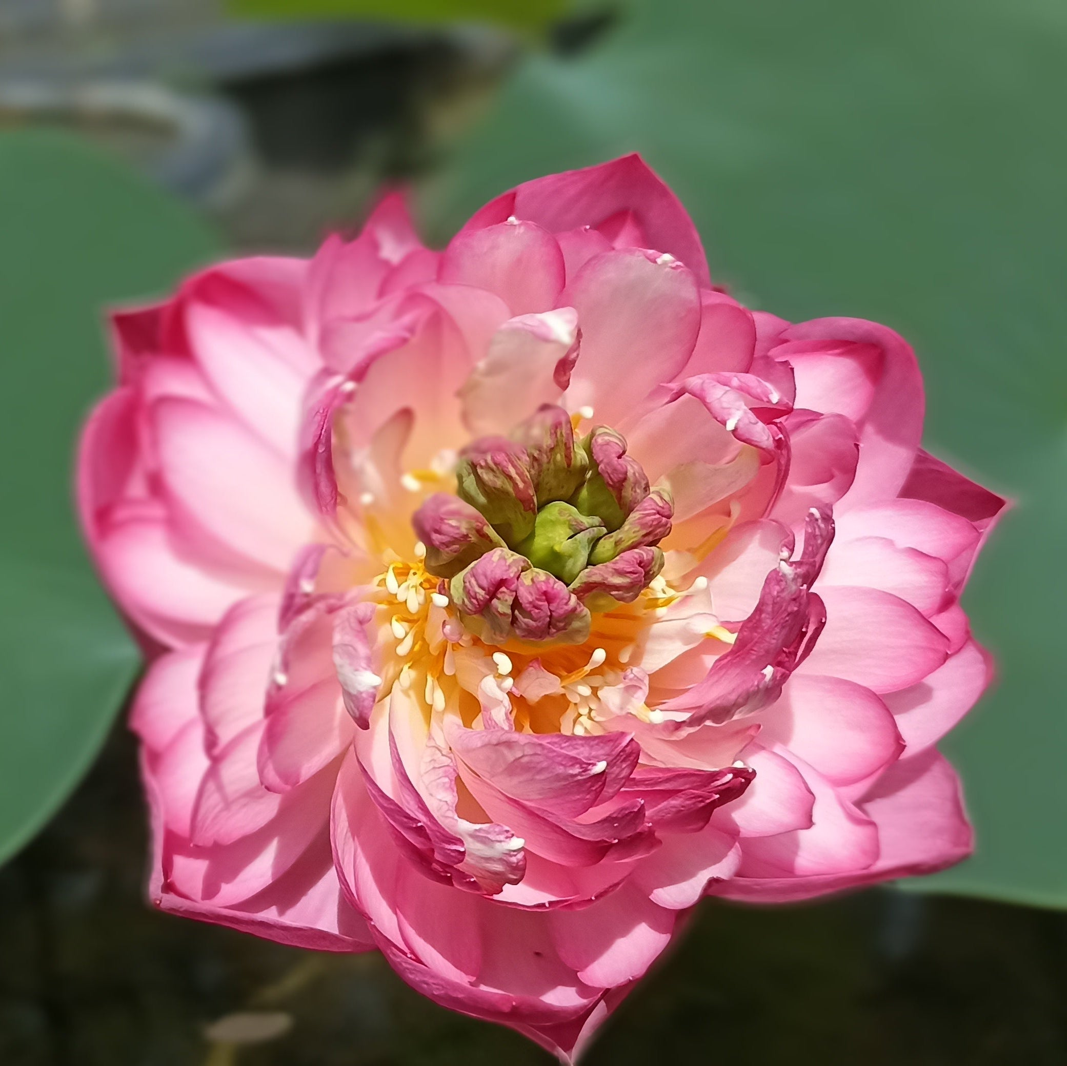 Amiry Peony- Lotus