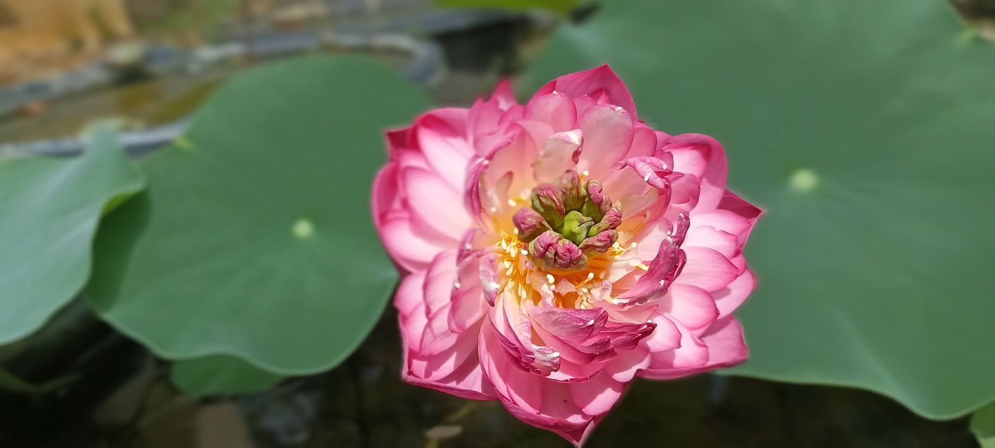Amiry Peony