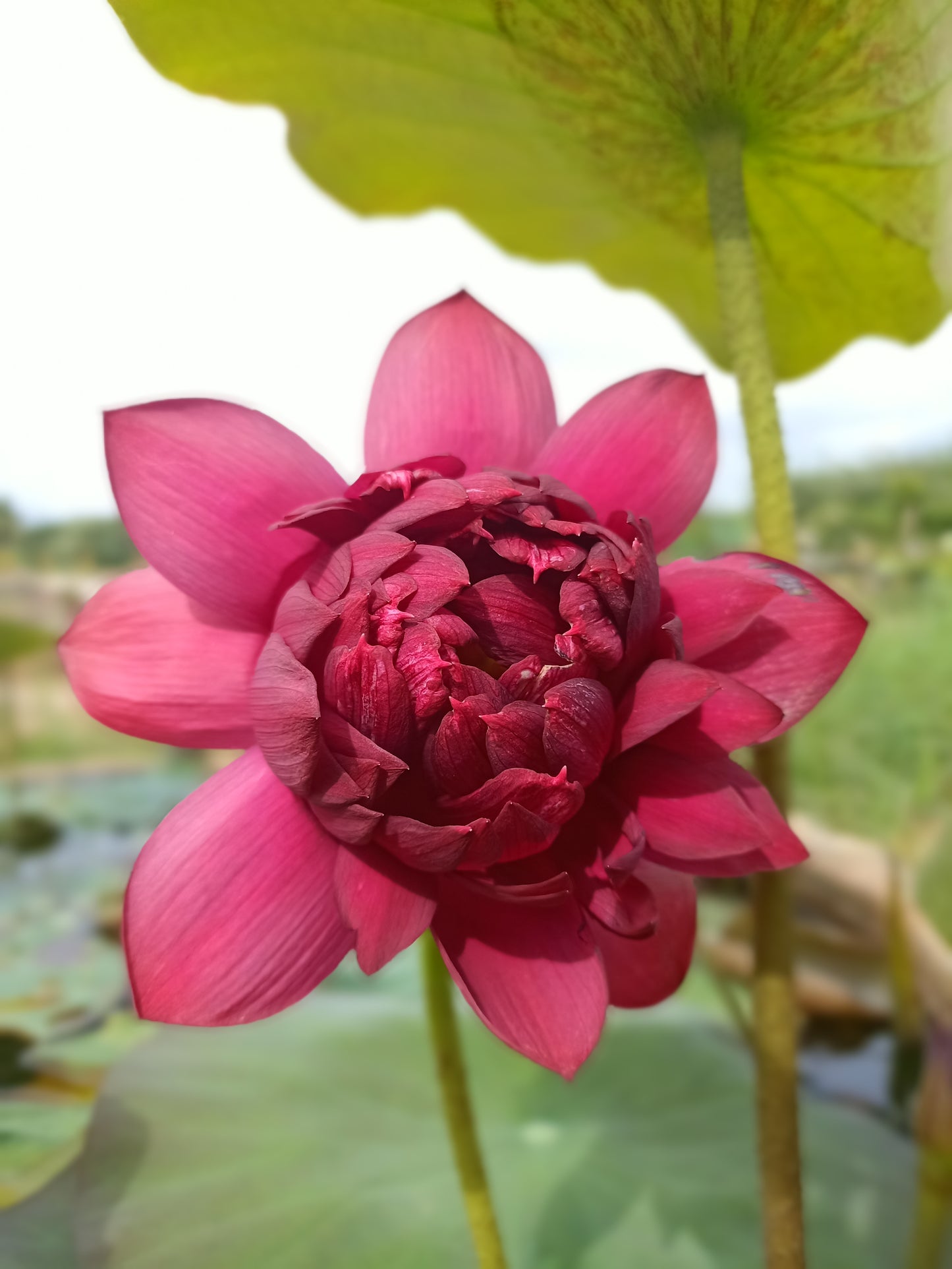 Mohong