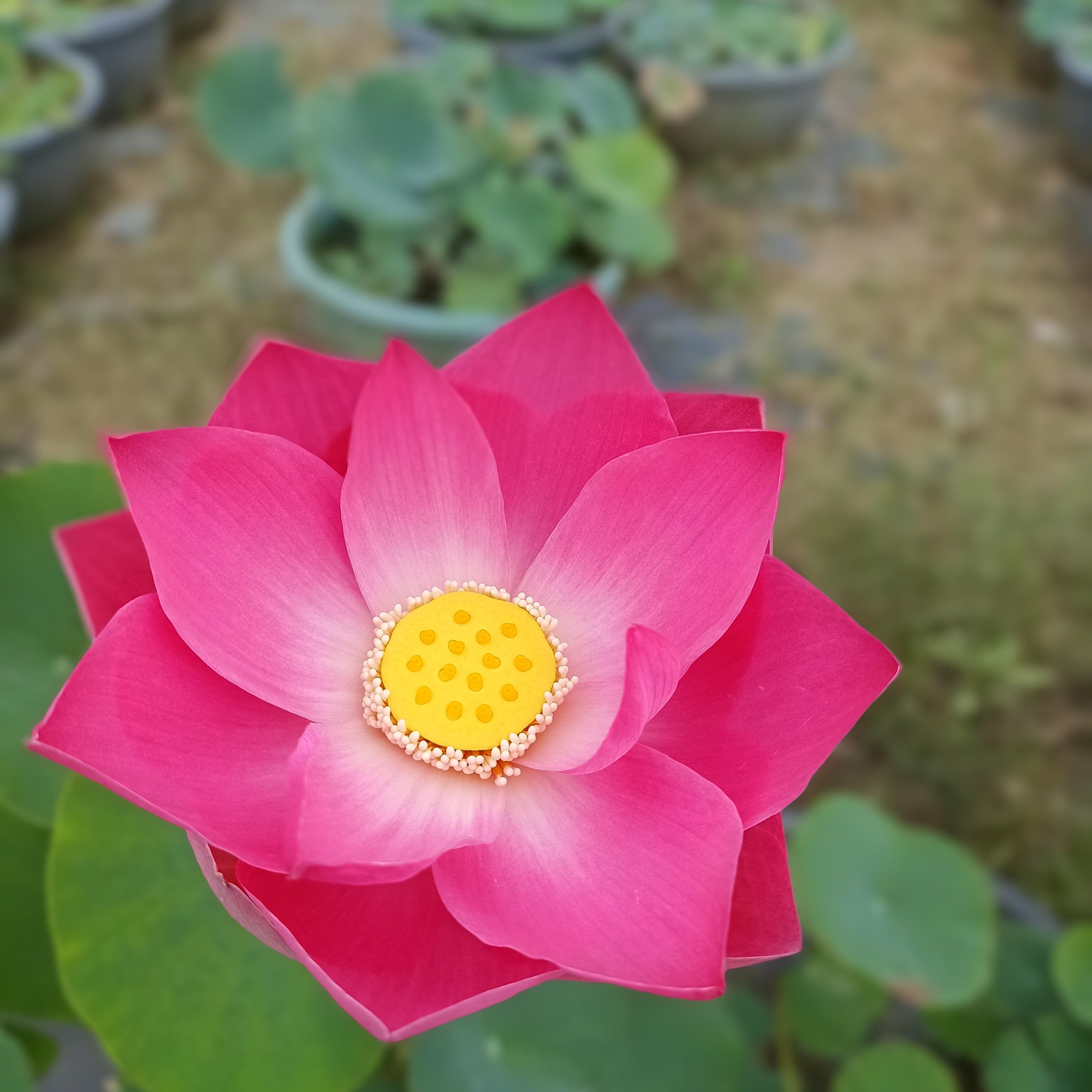 Native Pink- Lotus