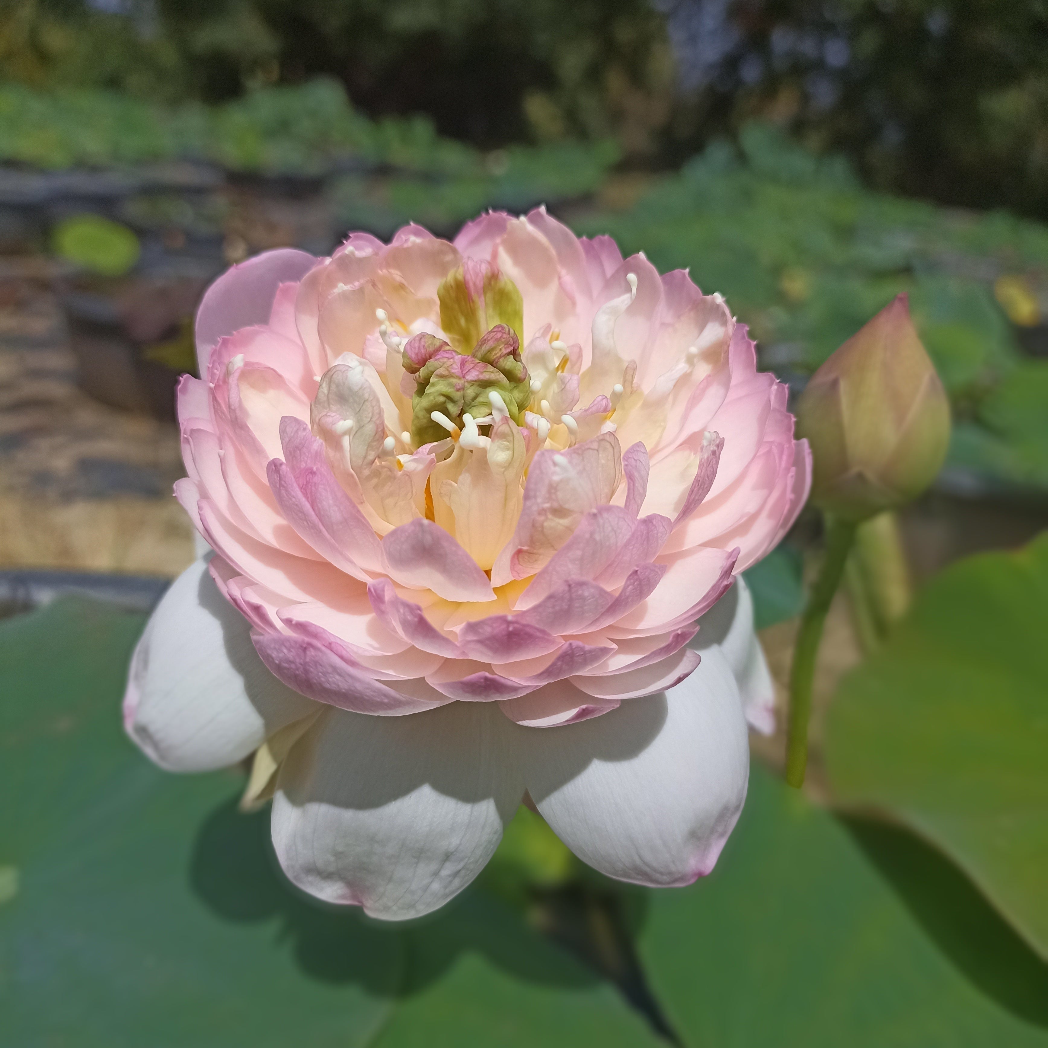 Amiry Camilla- Lotus