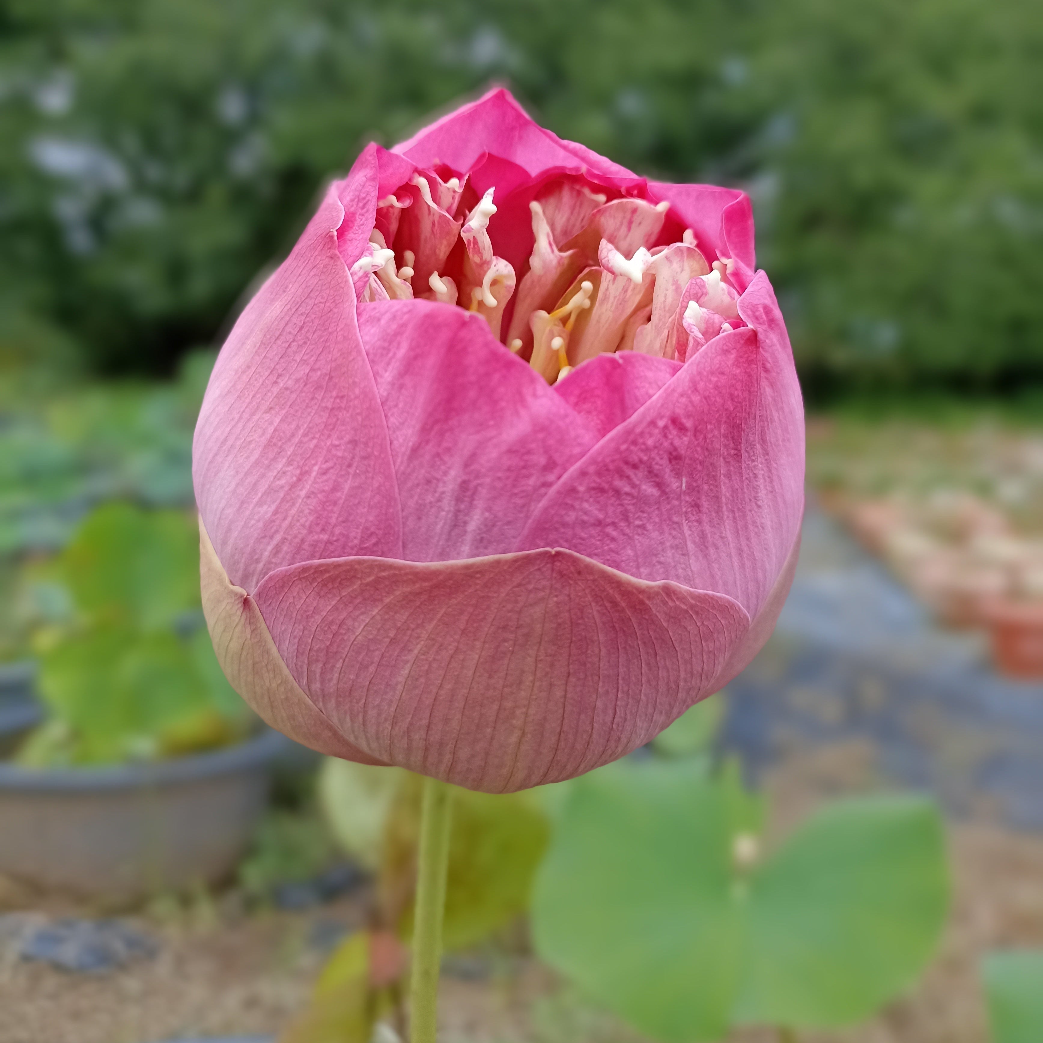 Peak of Pink- Lotus