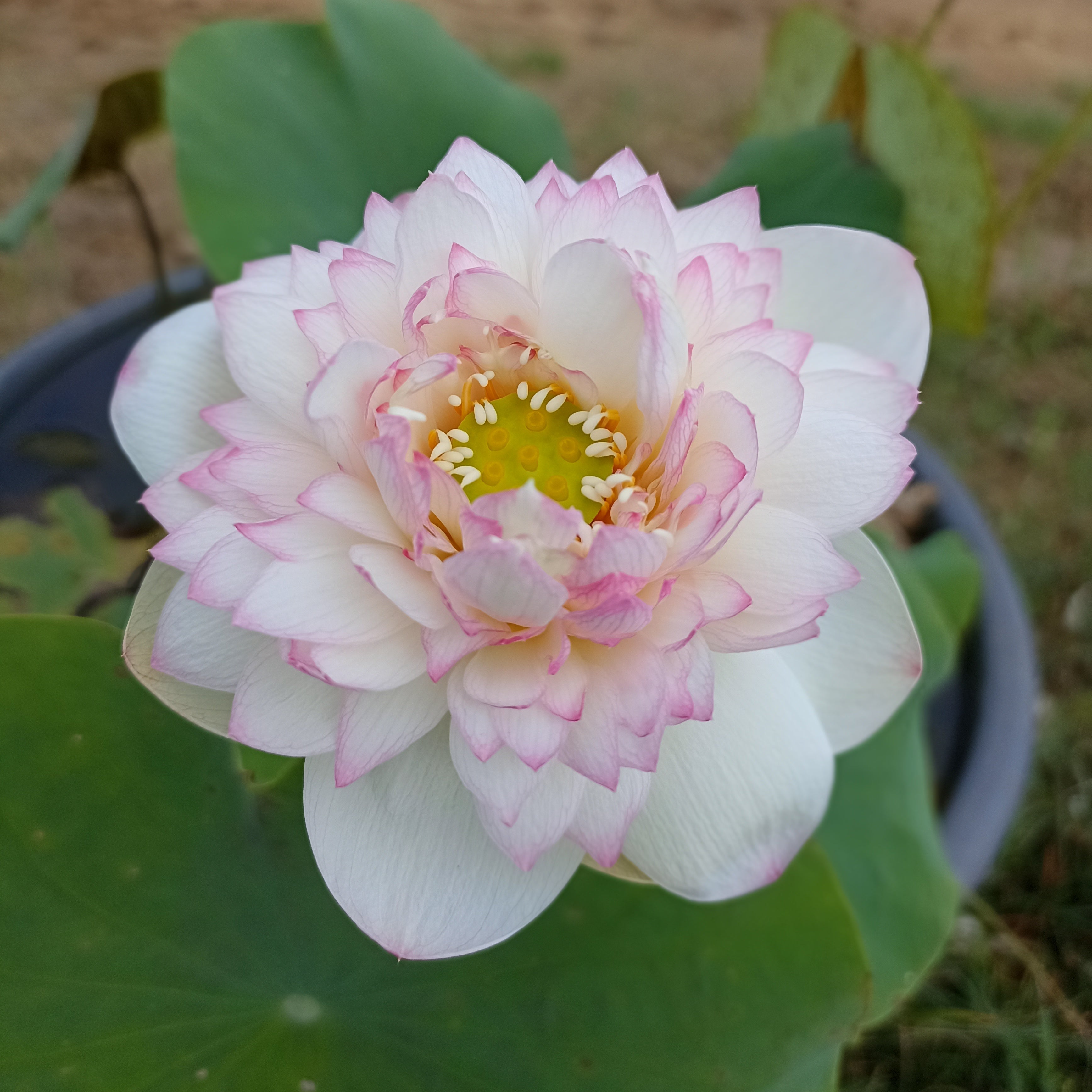 Amiry Camilla- Lotus