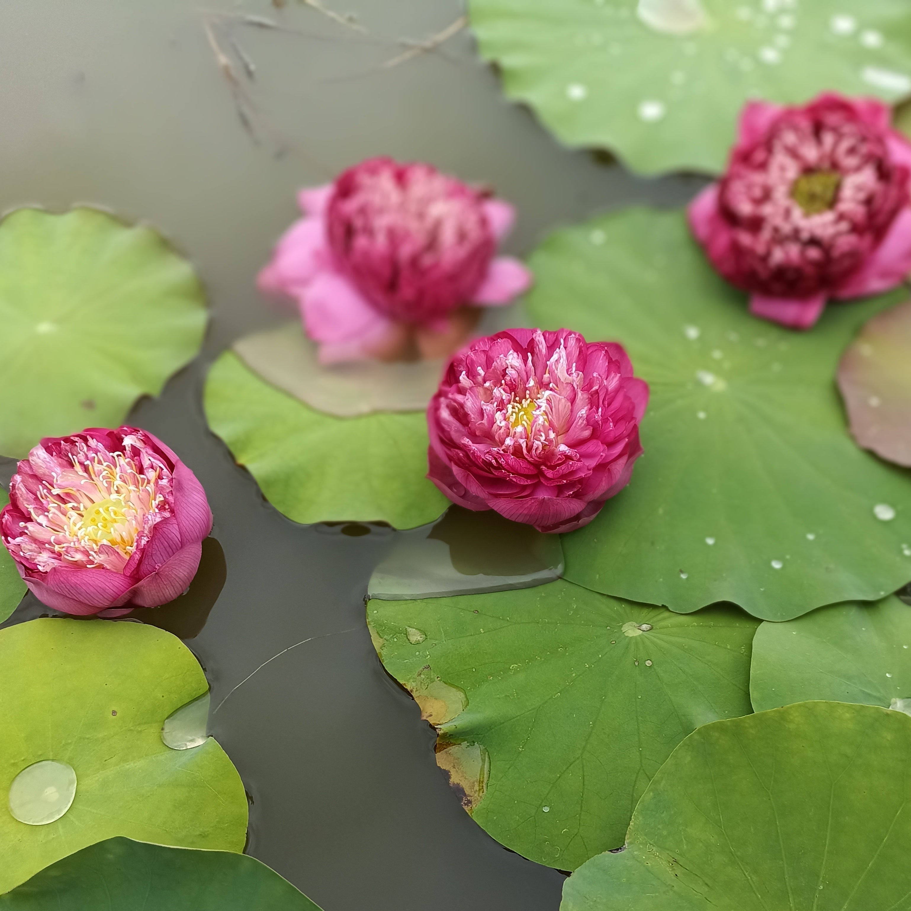 Lakshmi-Lotus